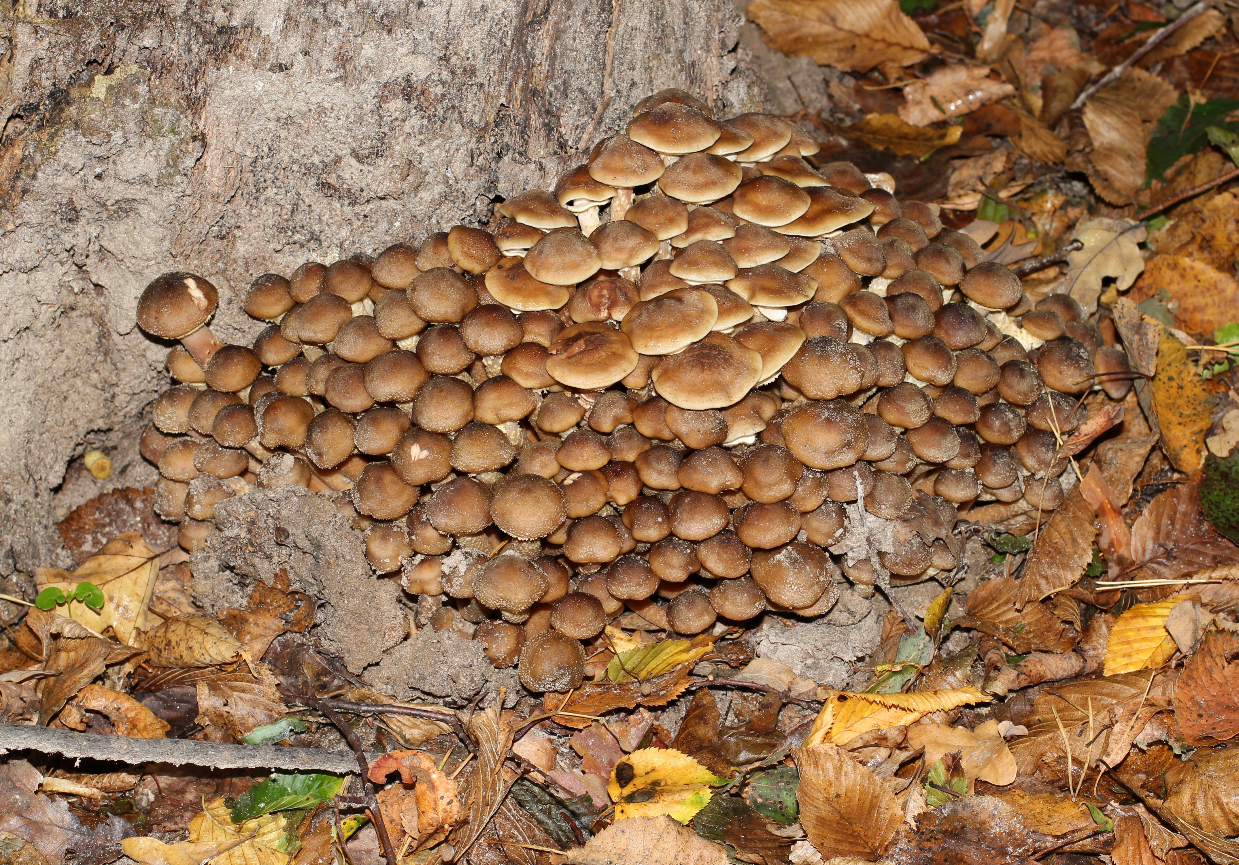 Armillaria mellea 2014 G1