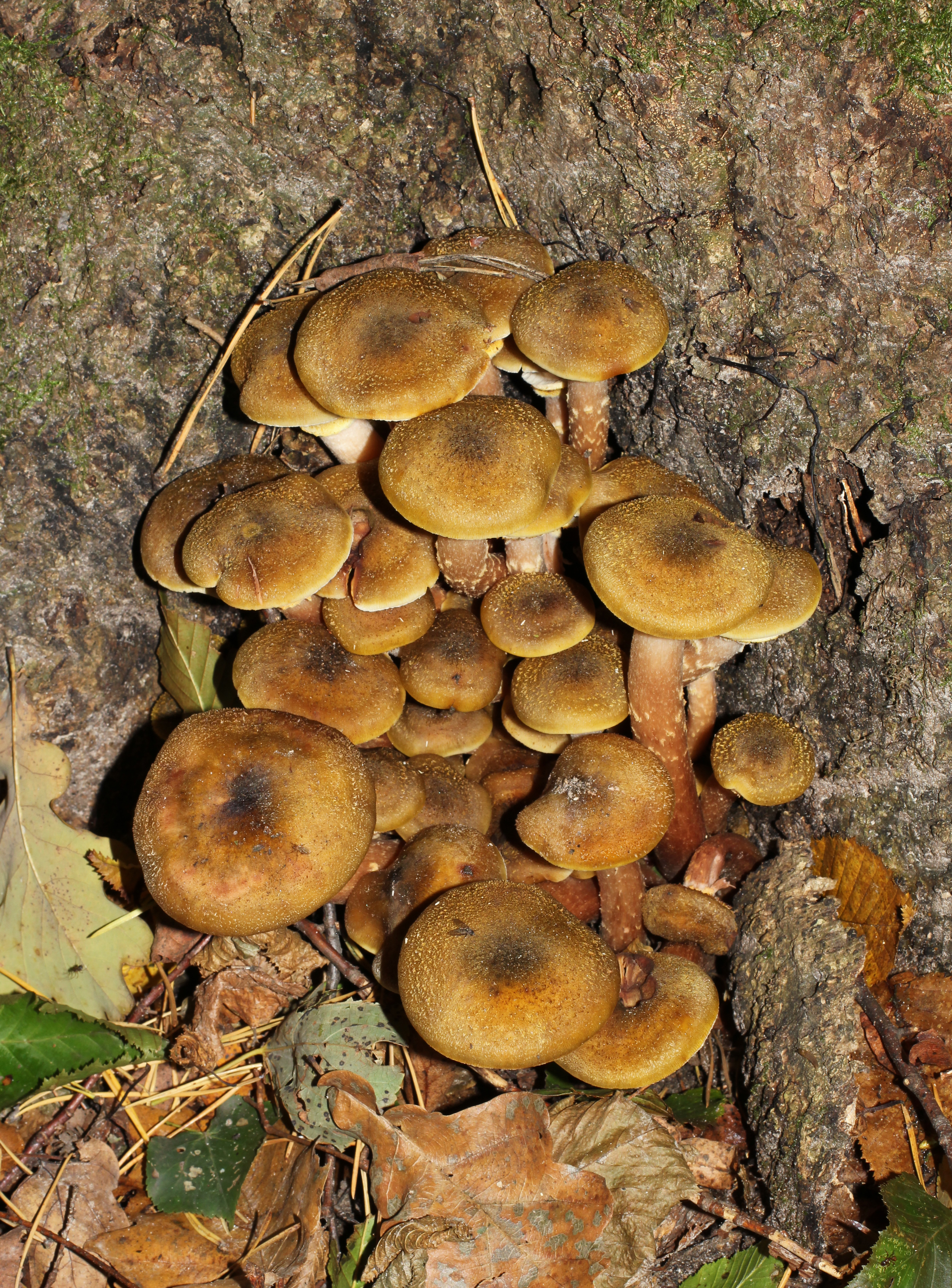 Armillaria mellea 2014 G3