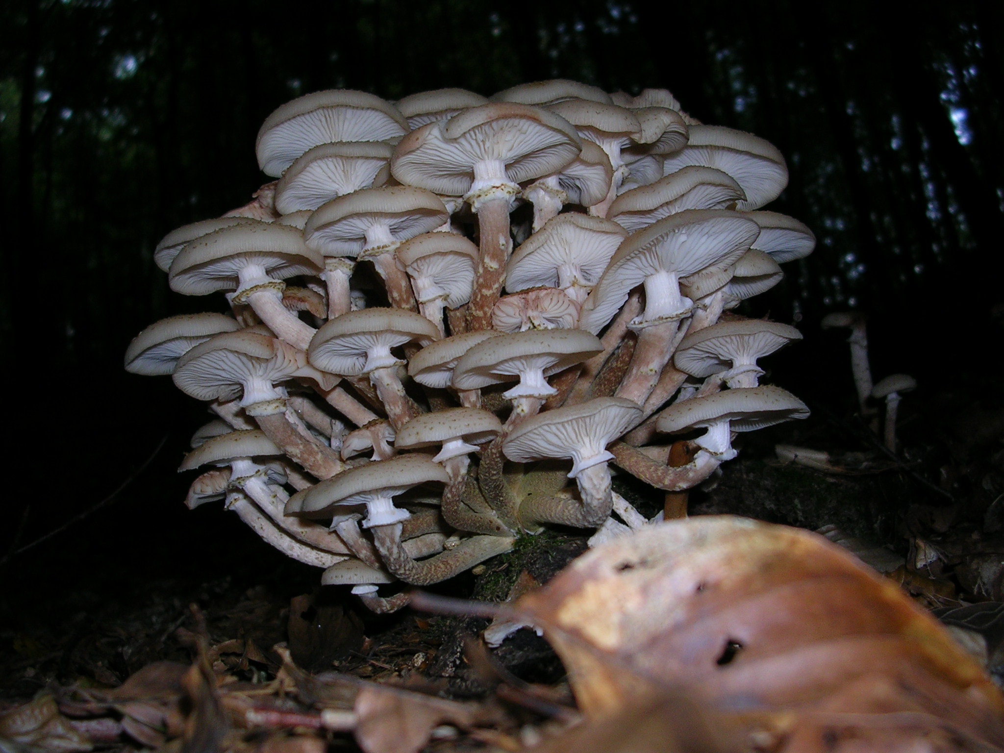Armillaria mellea (1)
