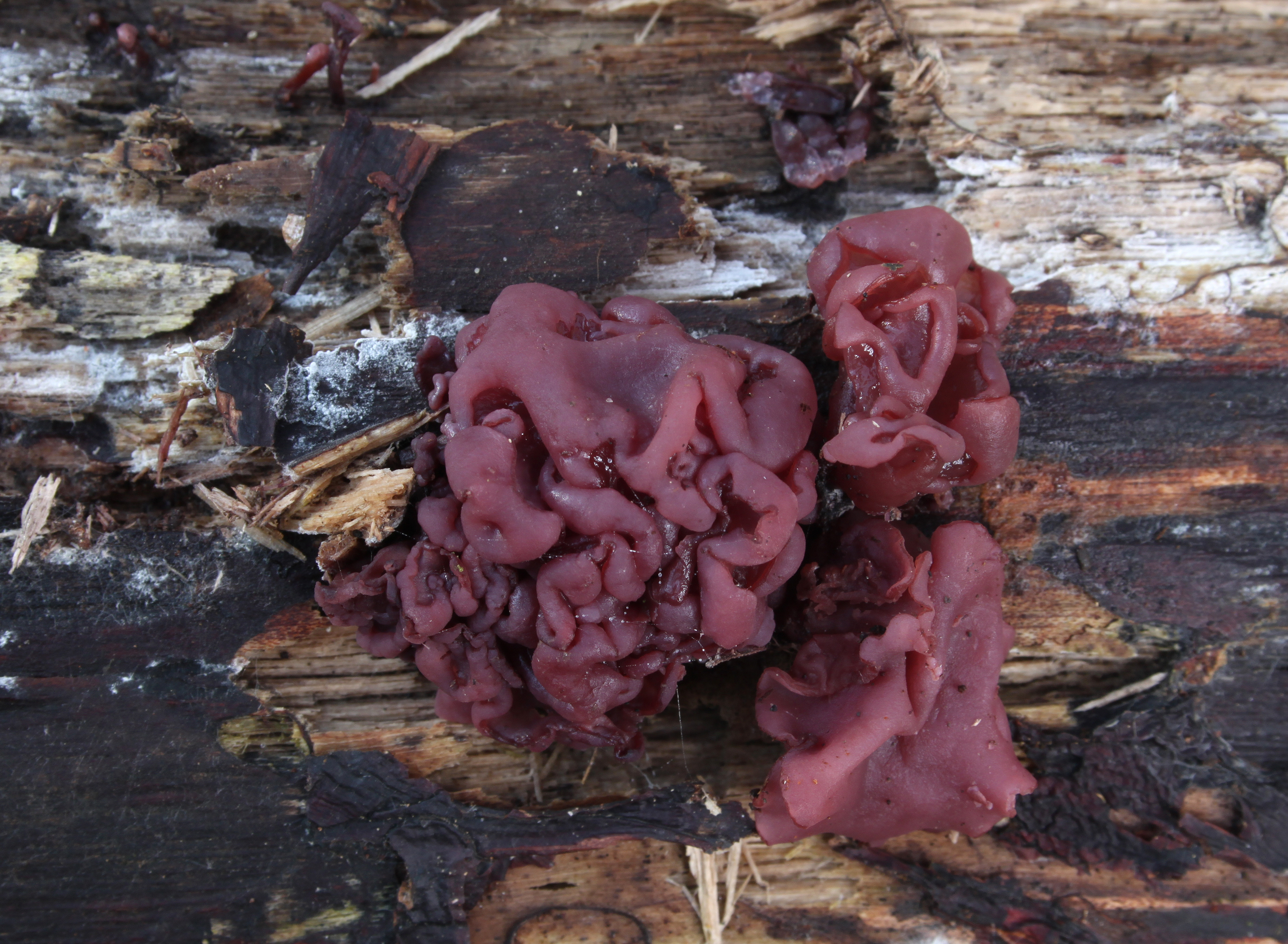 Ascocoryne sarcoides fleischroter gallertbecher