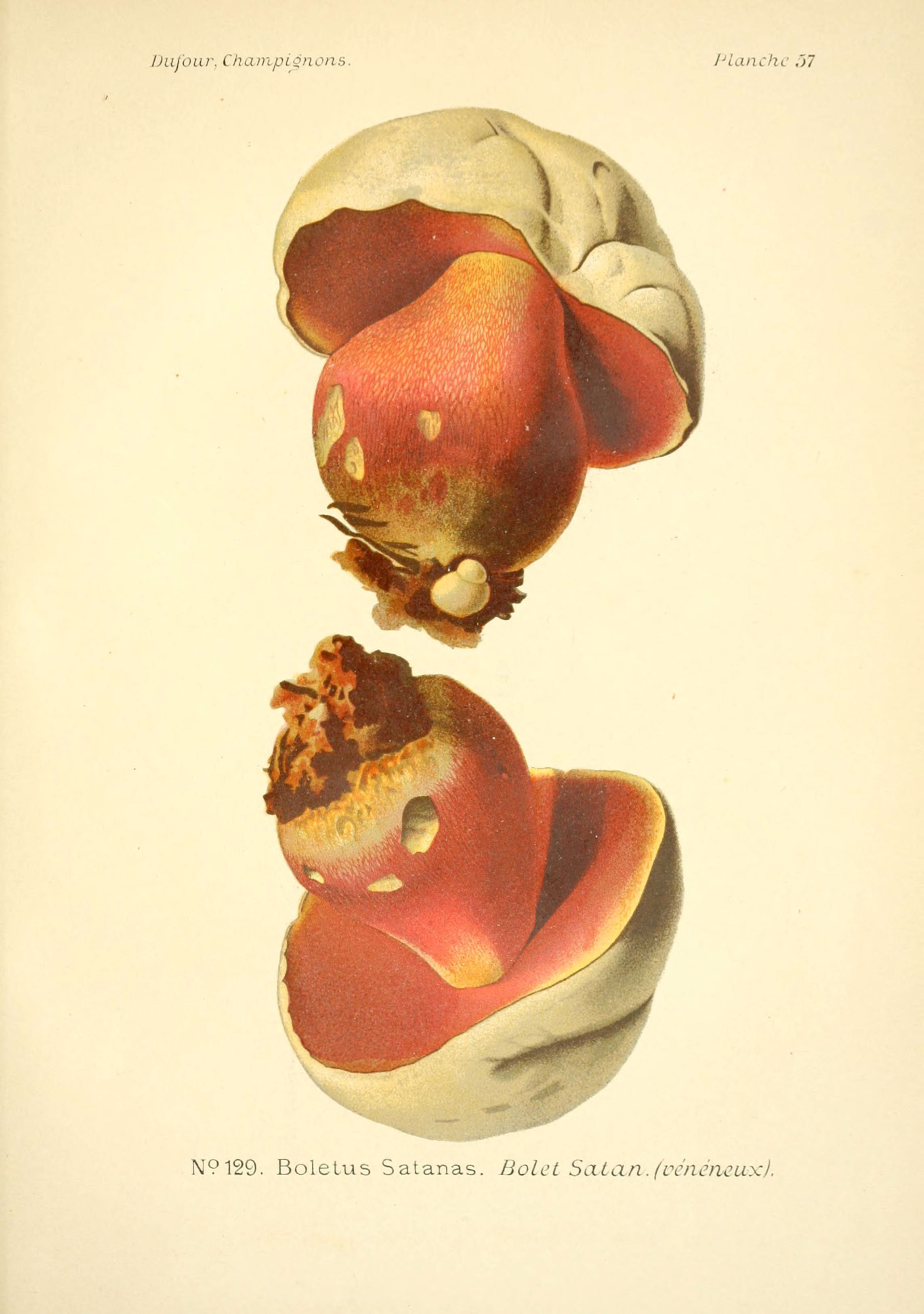 Atlas des champignons comestibles et vénéneux (Planche 57) (6358027105)