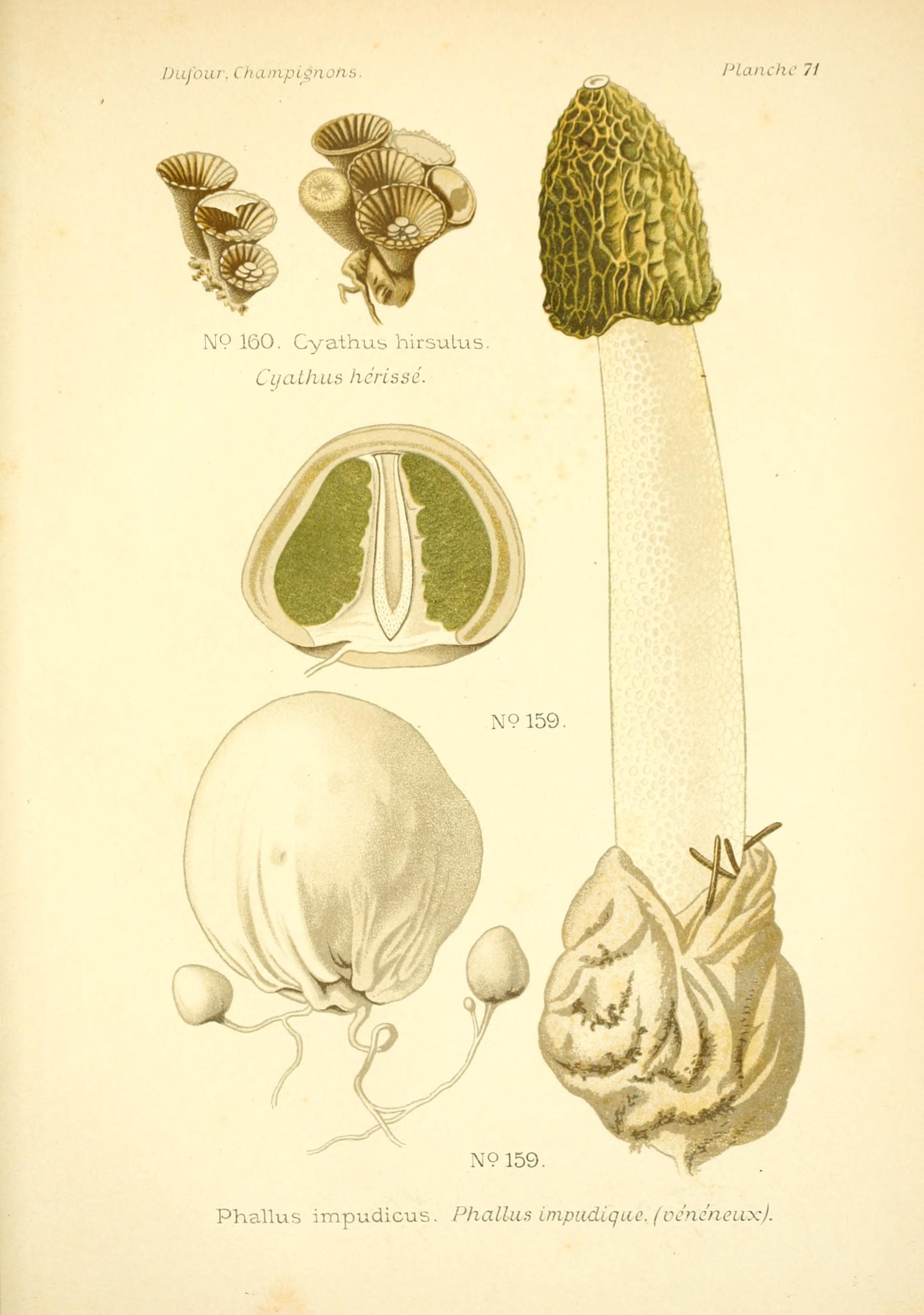 Atlas des champignons comestibles et vénéneux (Planche 71) BHL3270863