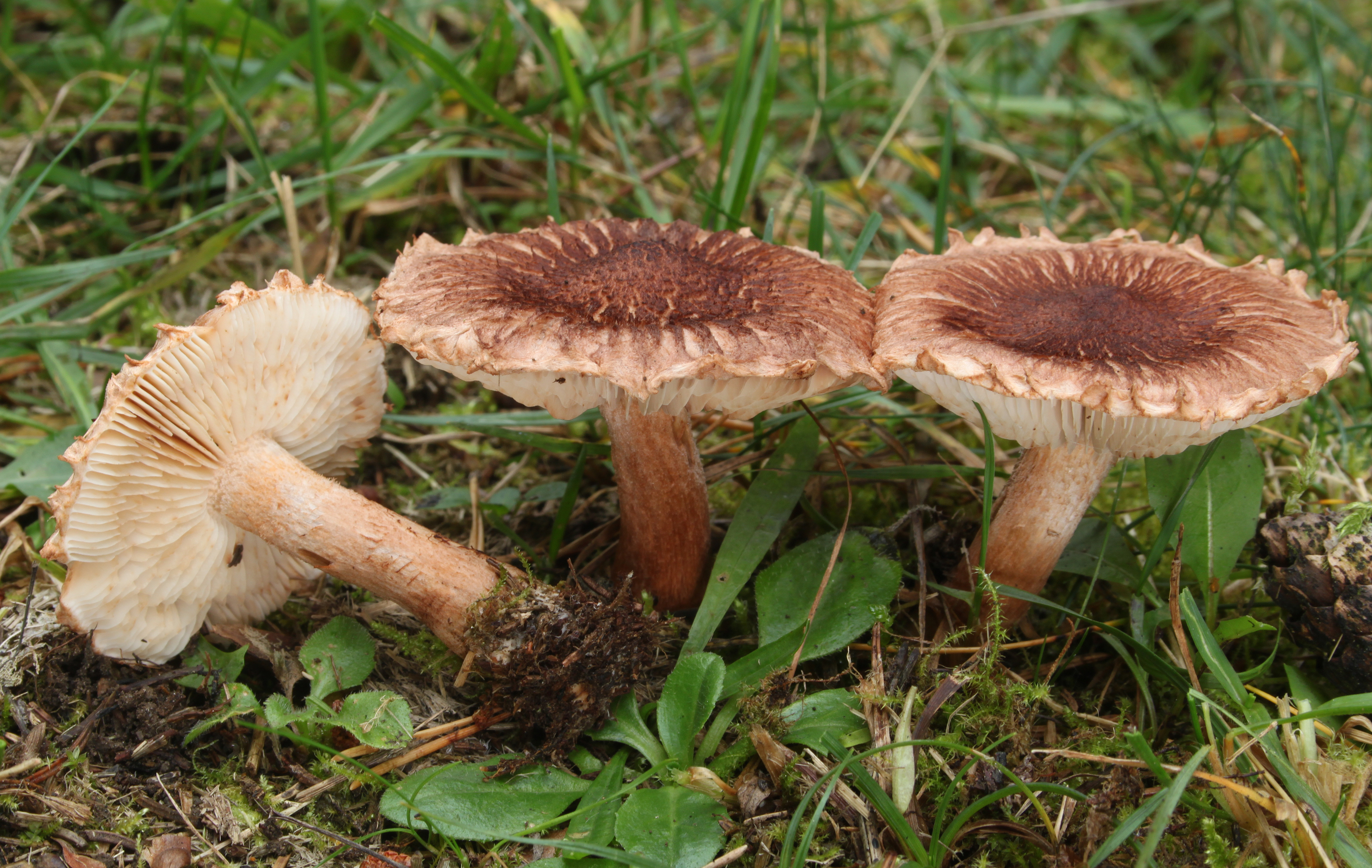 Bärtige Ritterling Tricholoma vaccinum