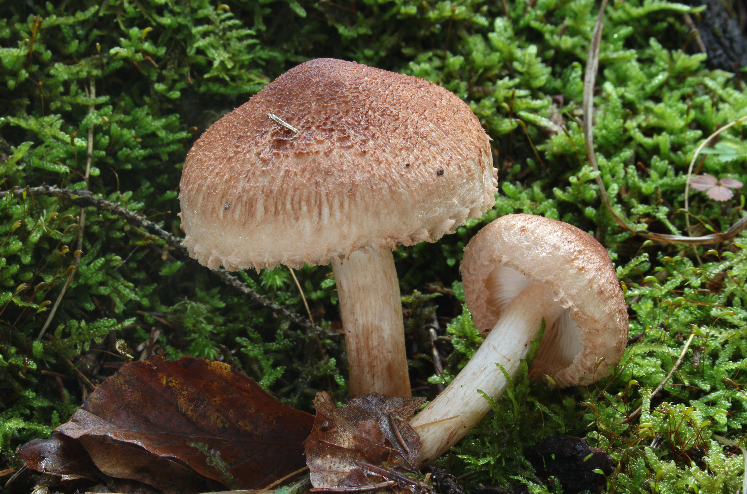 Bärtiger Ritterling Tricholoma vaccinum