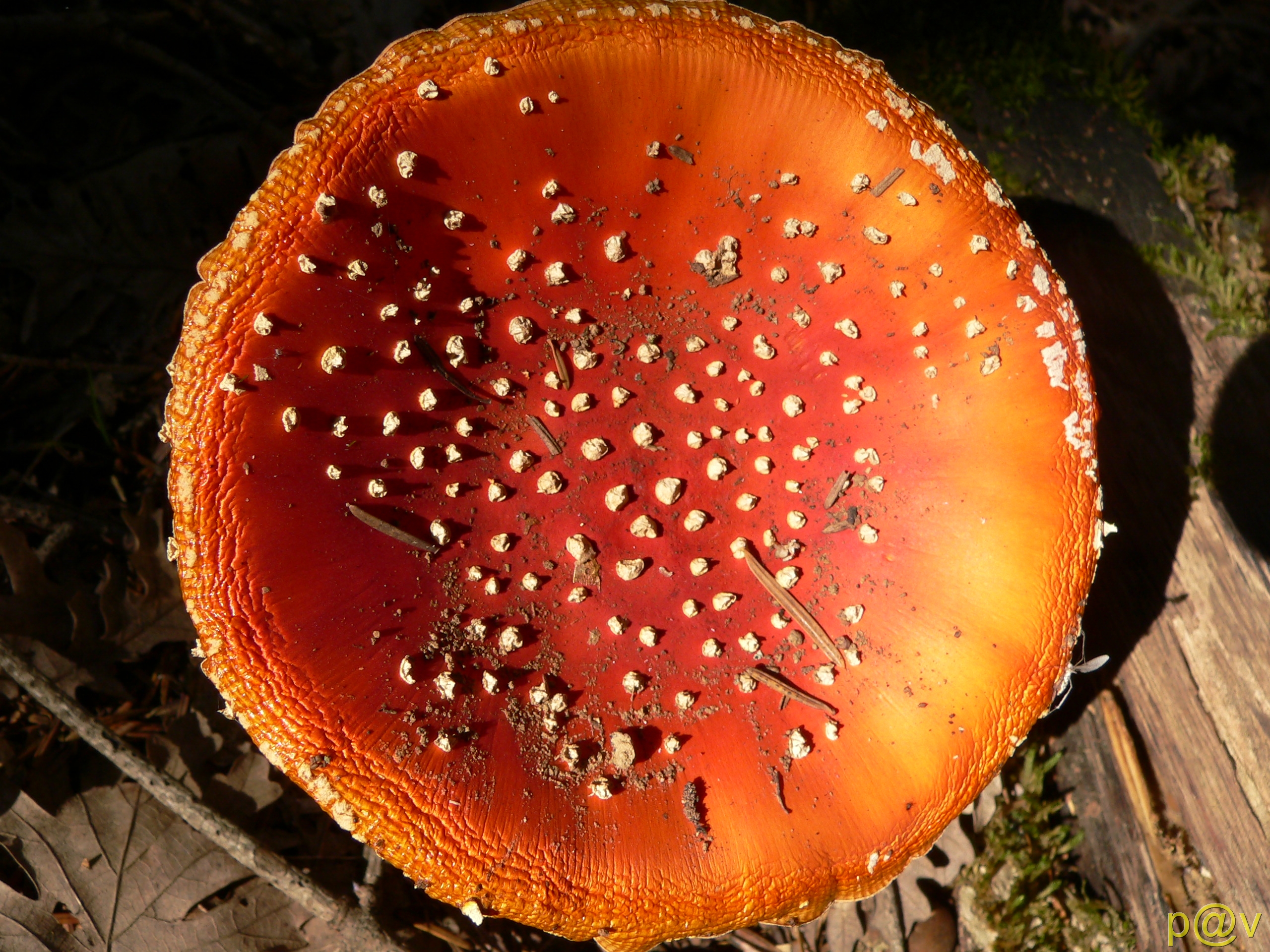 Belokomiti MUSHROOMS19