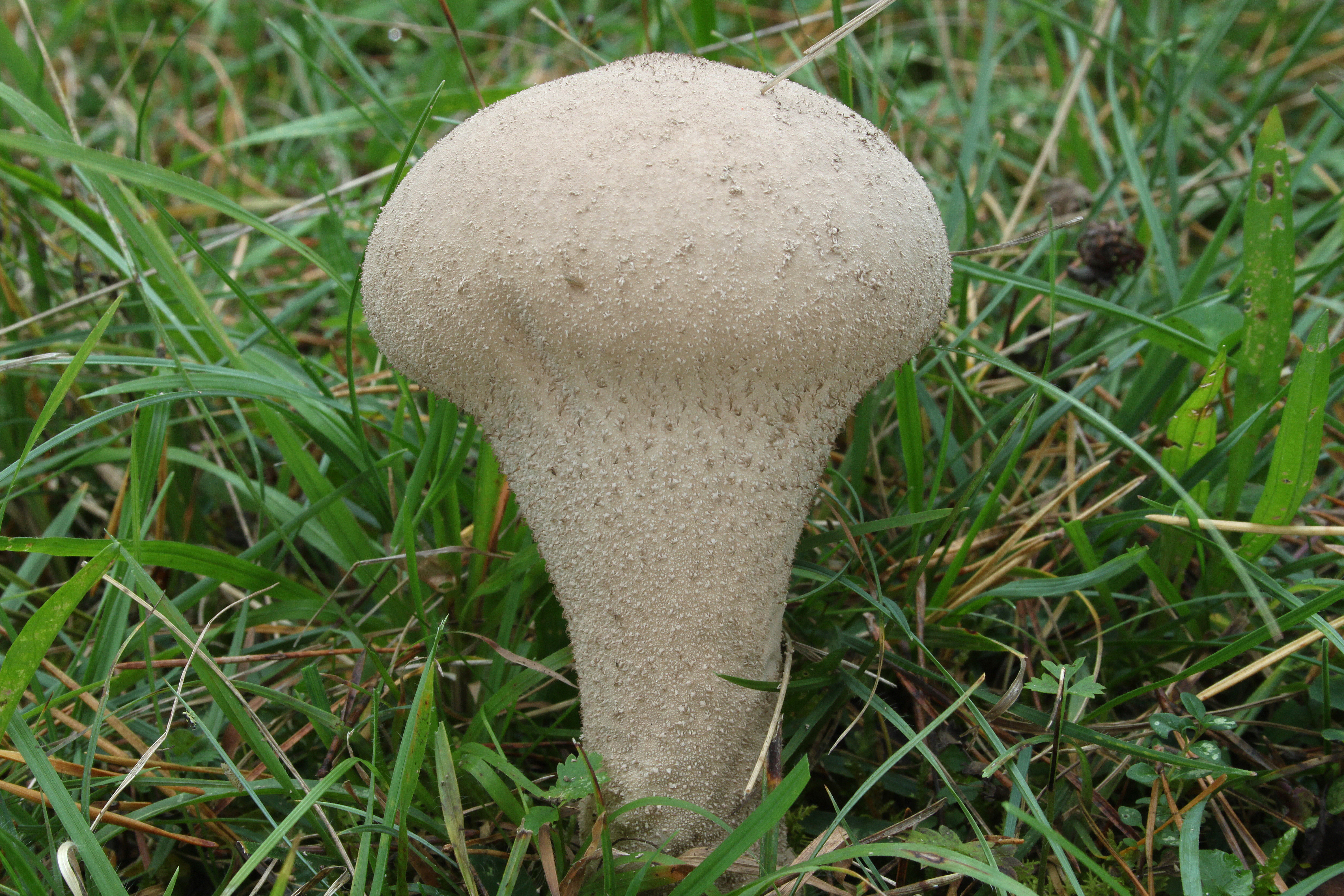Beutel-Stäubling Lycoperdon excipuliforme
