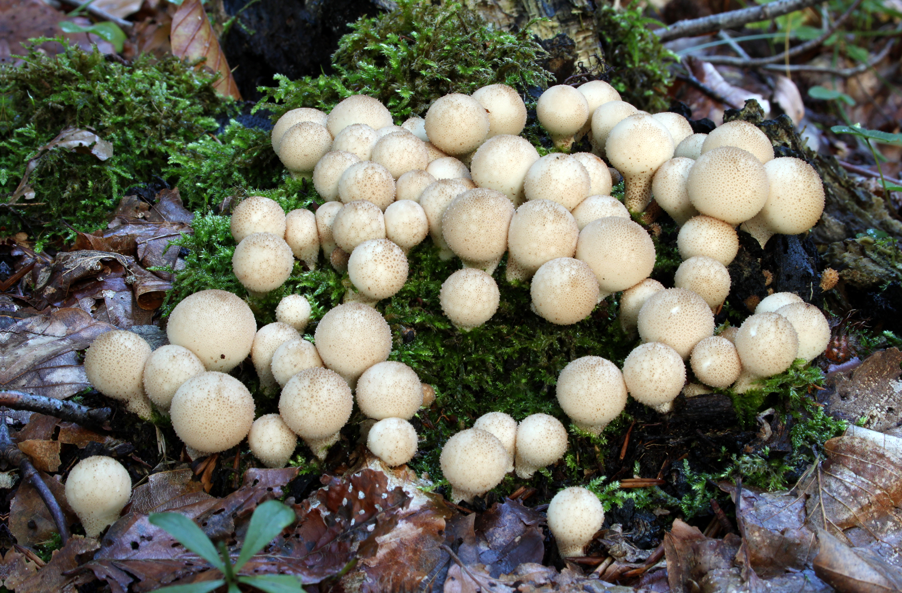 Birnen-Stäubling (Lycoperdon pyriforme)