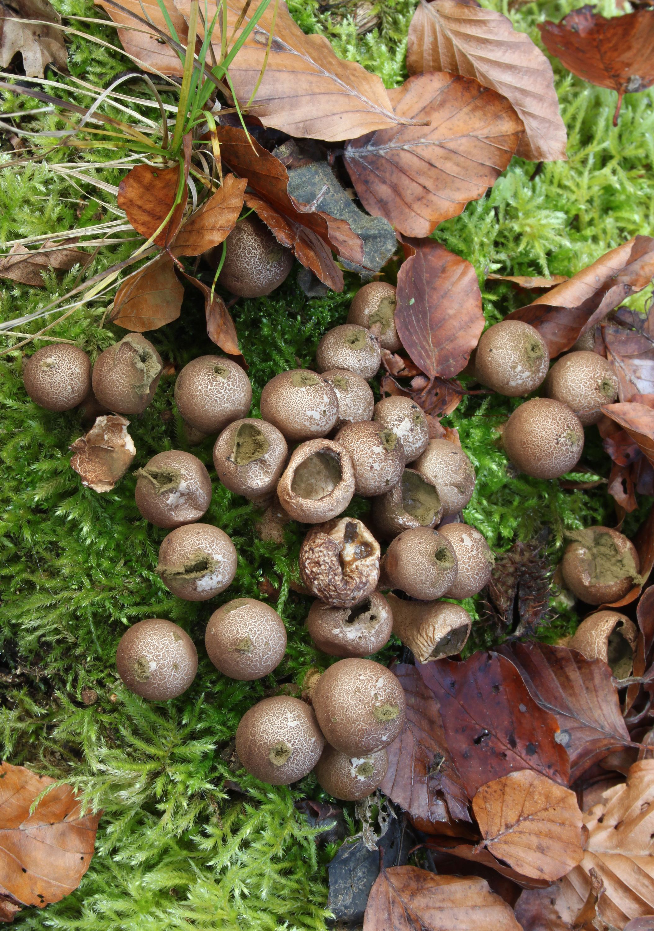 Birnen-Stäubling Lycoperdon pyriforme