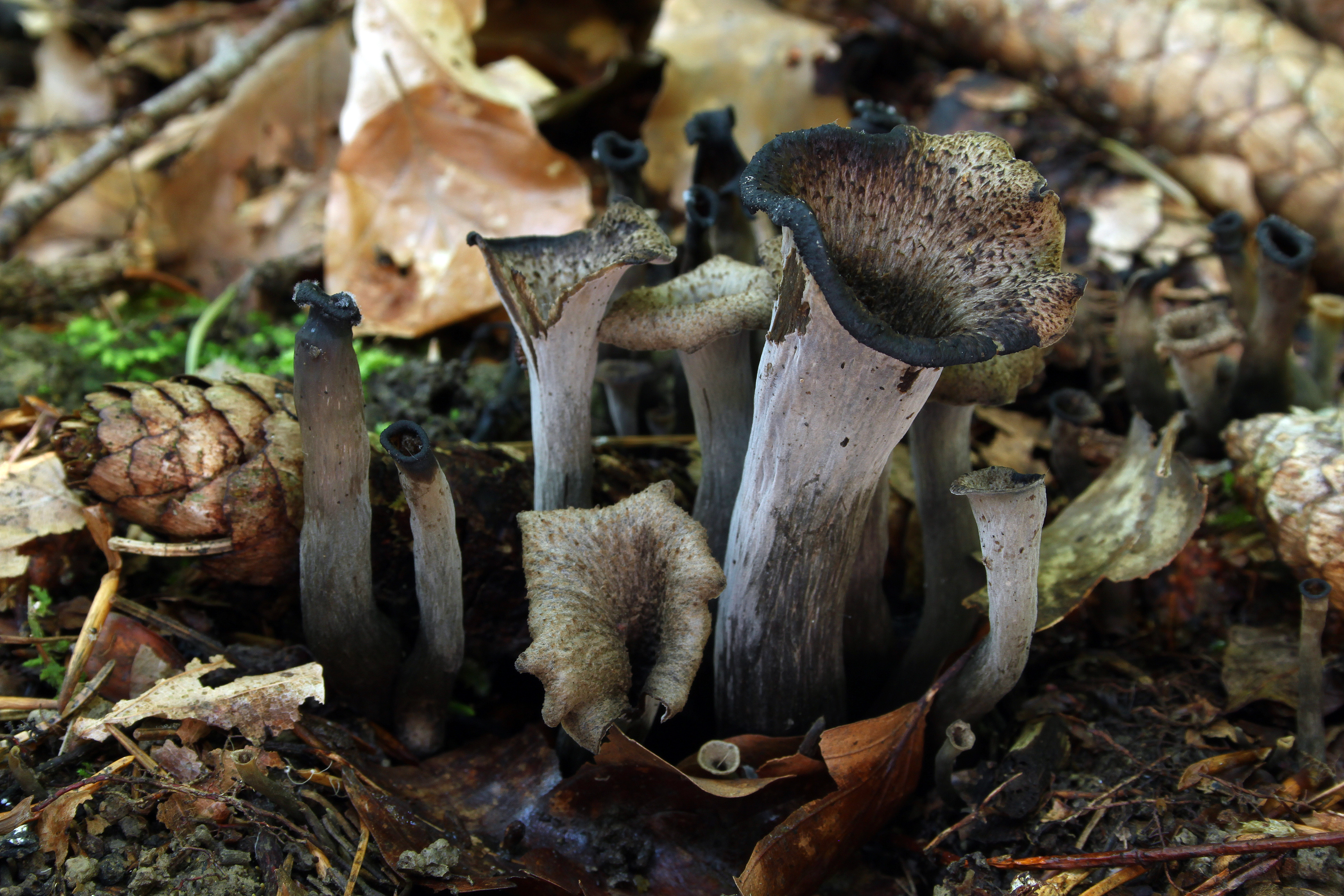 Black trumpet Craterellus cornucopioides