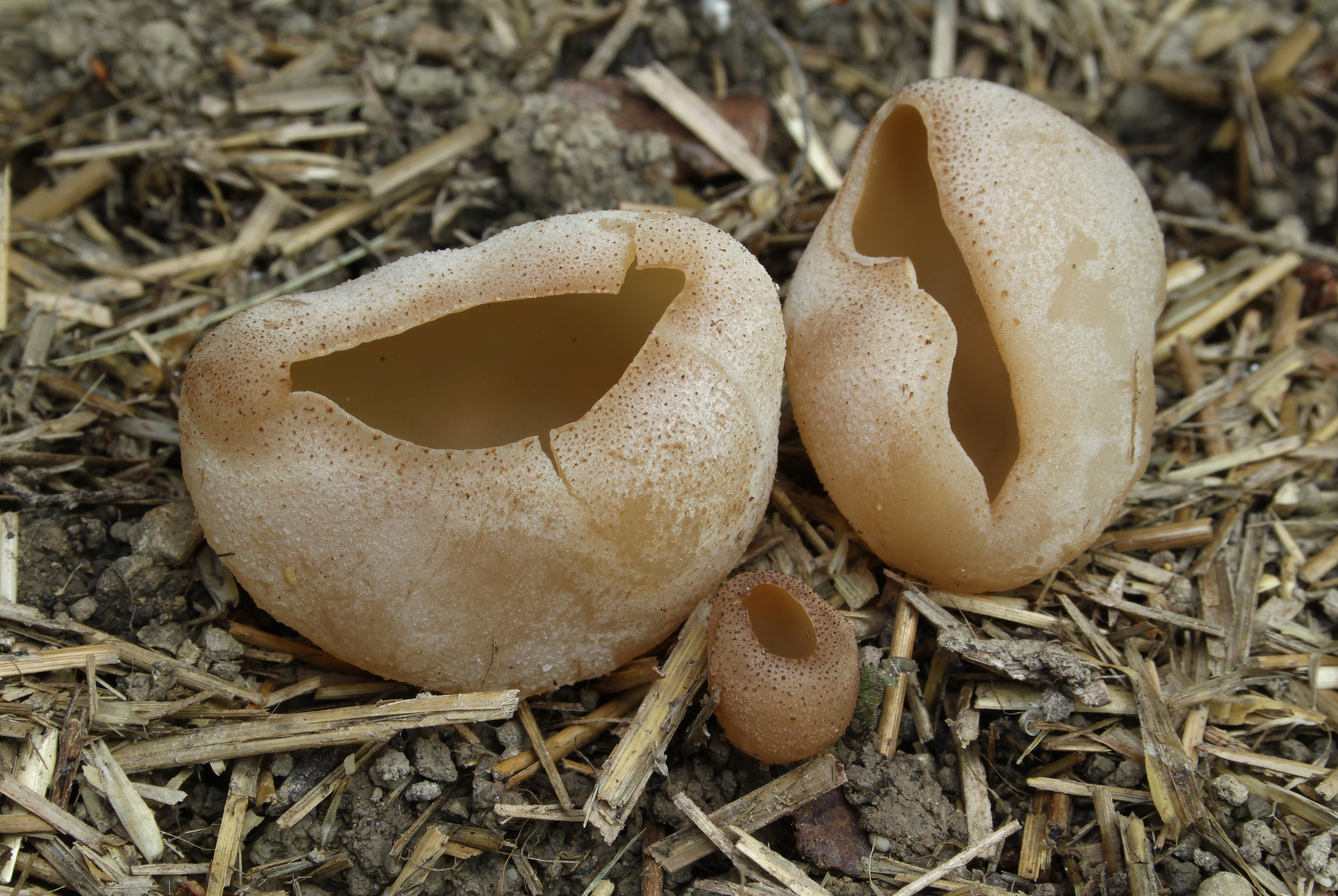 Blasenbecherling Peziza vesiculosa