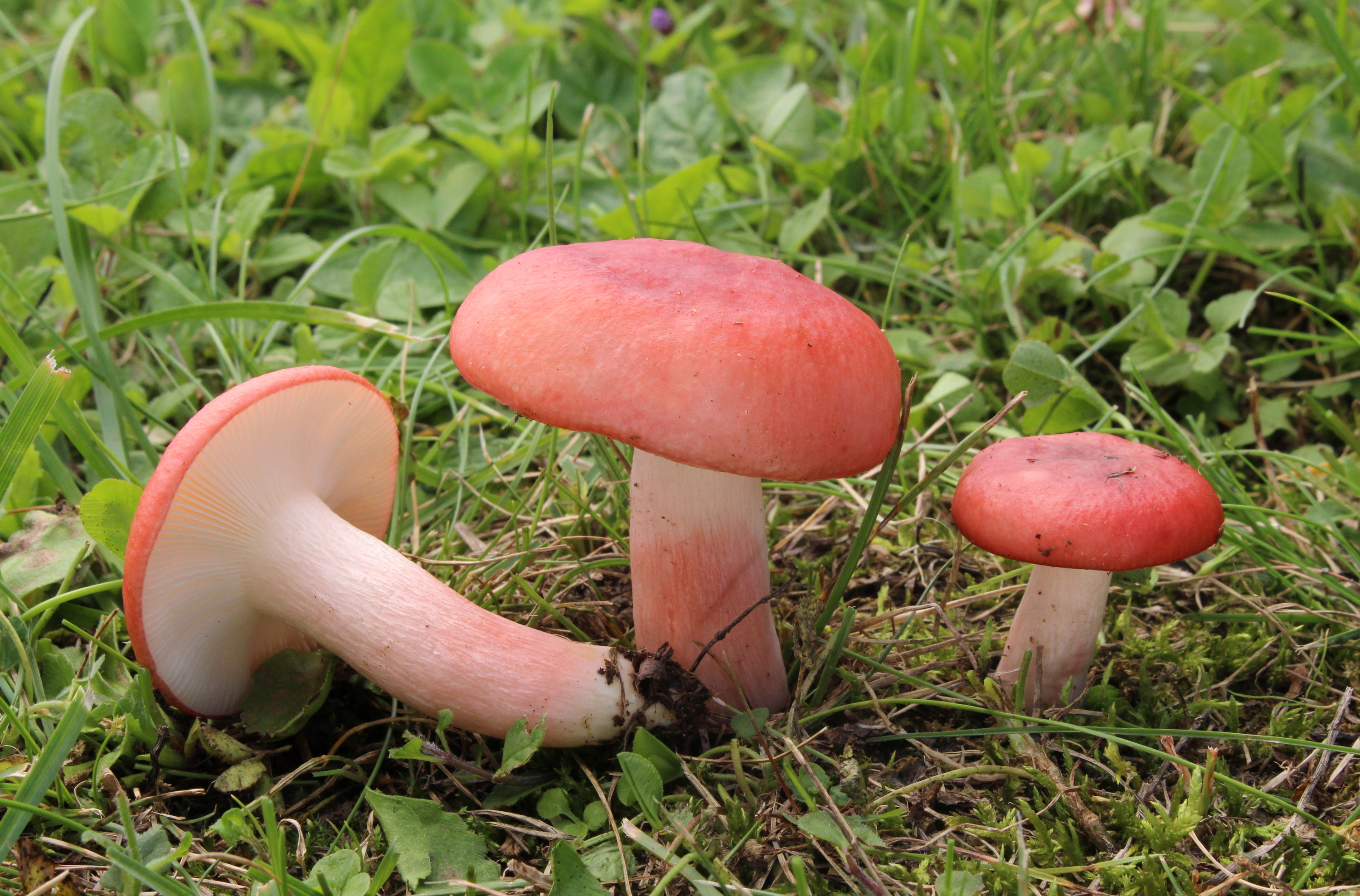 Blut-Täubling Russula sanguinaria