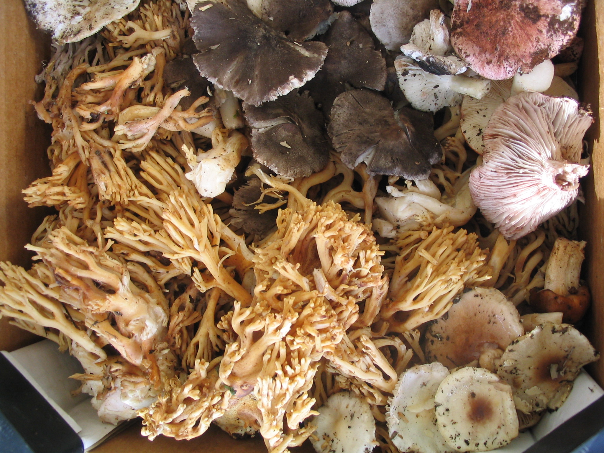 Bolets variats de la Catalunya central 01