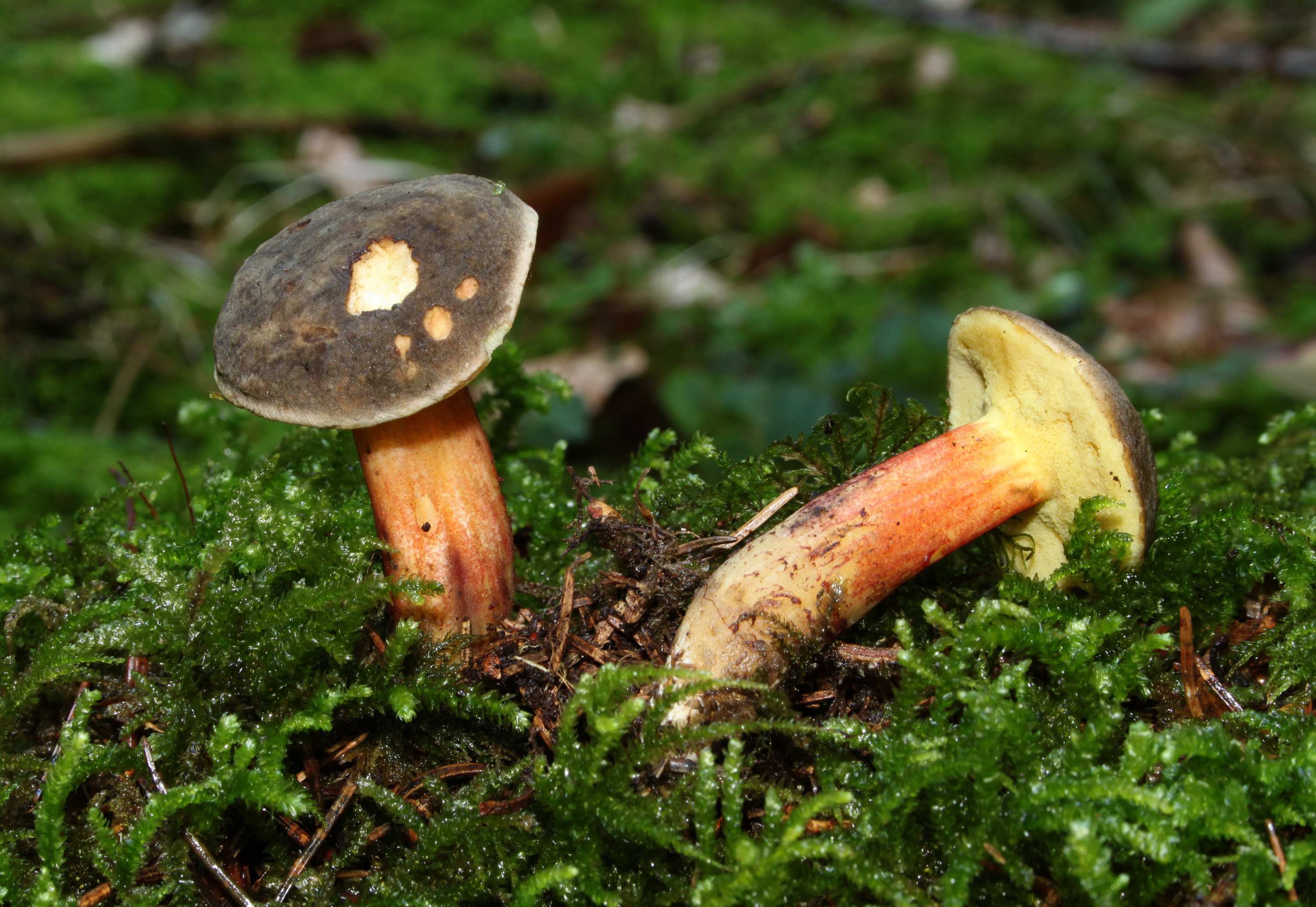 Boletus-chrysenteron-rotfussröhrling