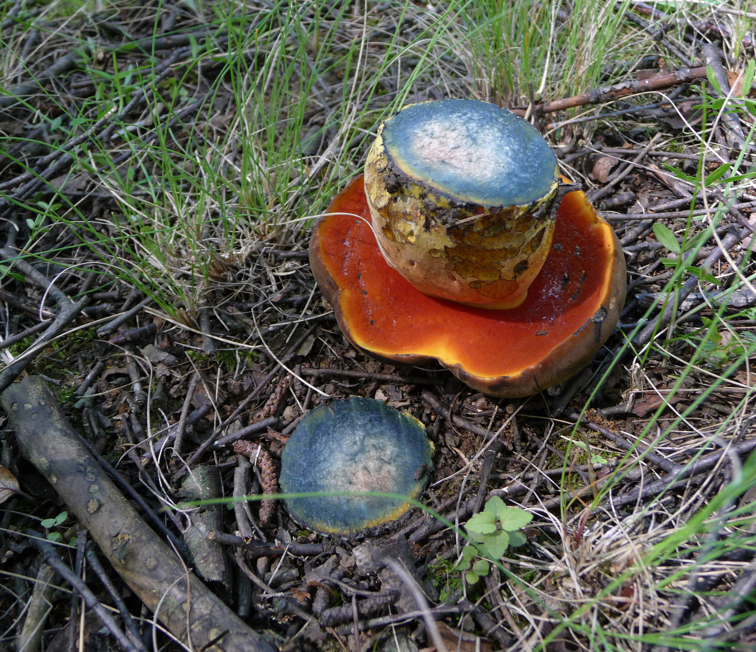 Boletus erythropus 2010 G1