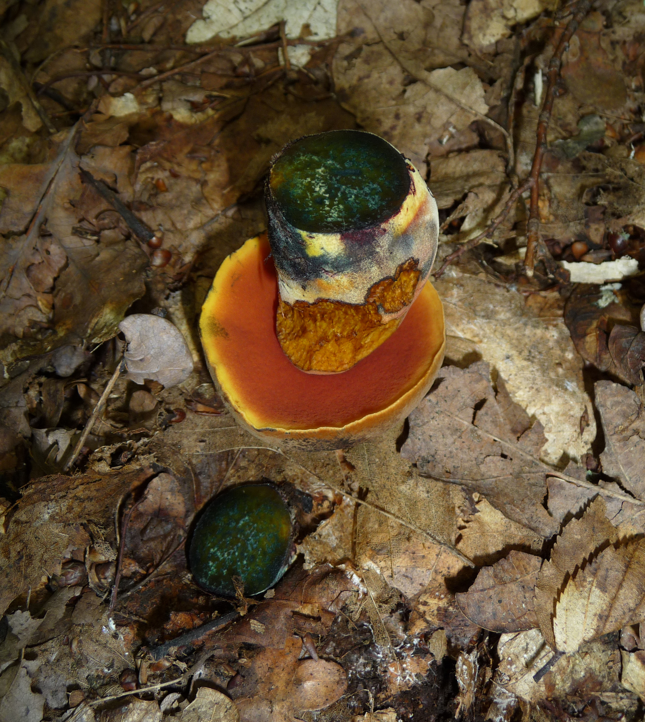 Boletus erythropus 2010 G2