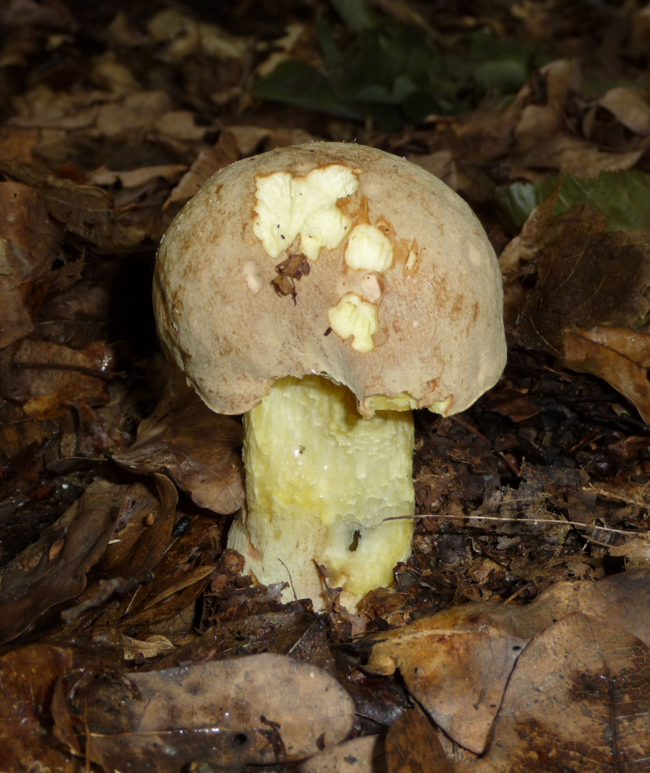 Boletus impolitus 2009 G2