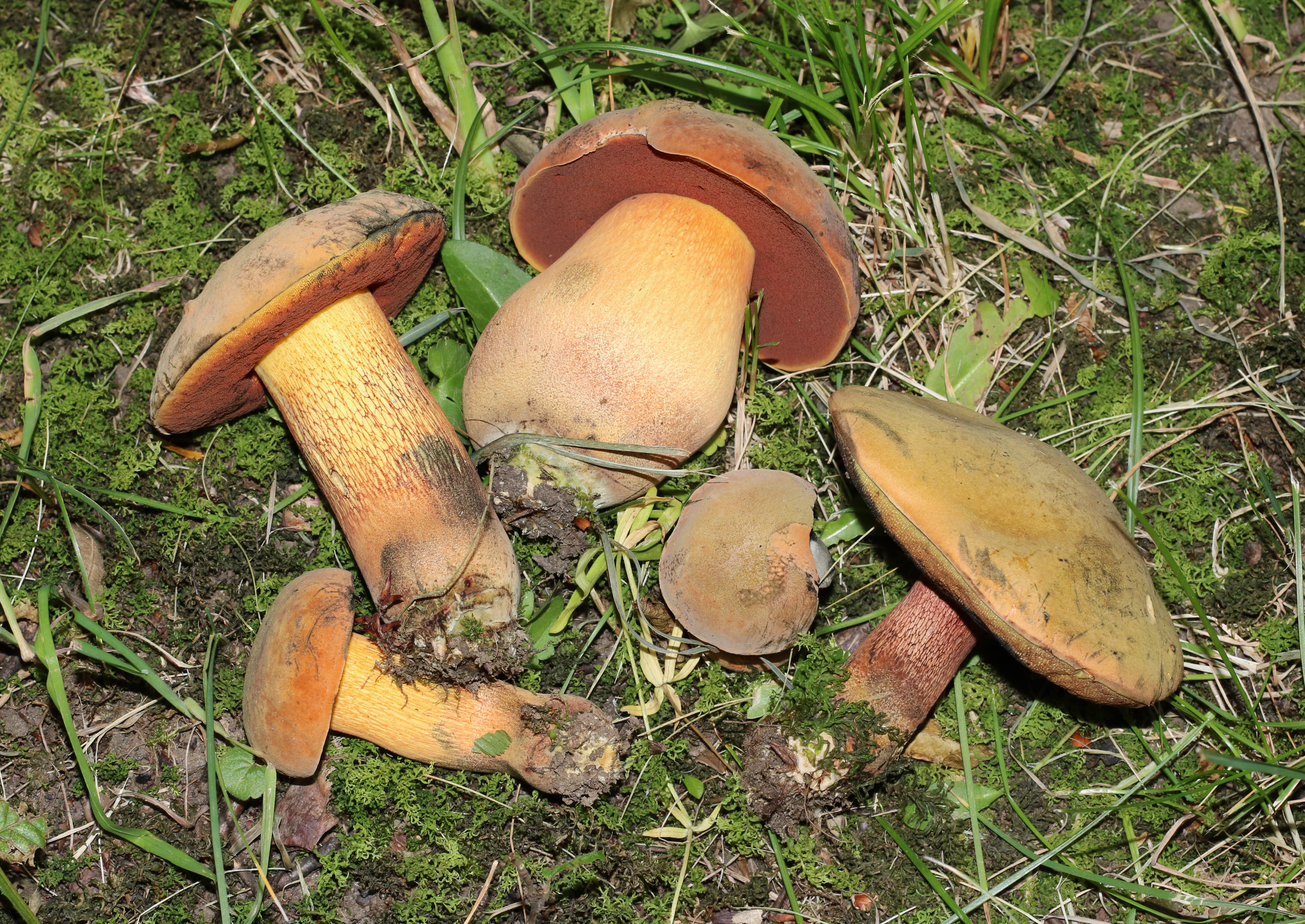 Boletus luridus 2016 G1