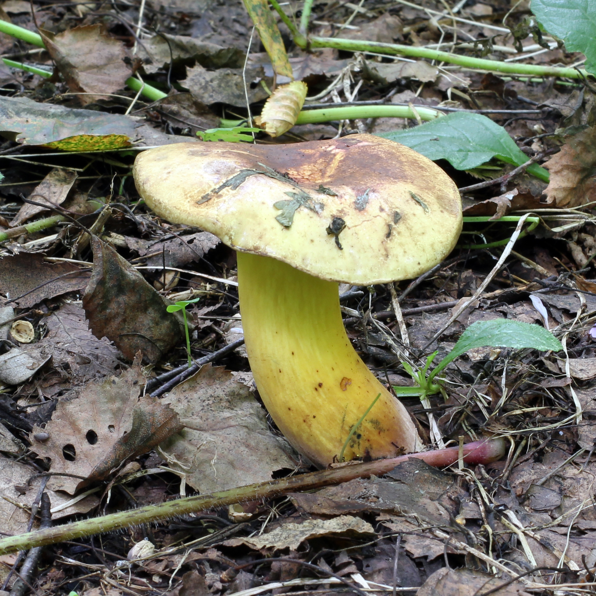 Boletus pulverulentus 2011 G1