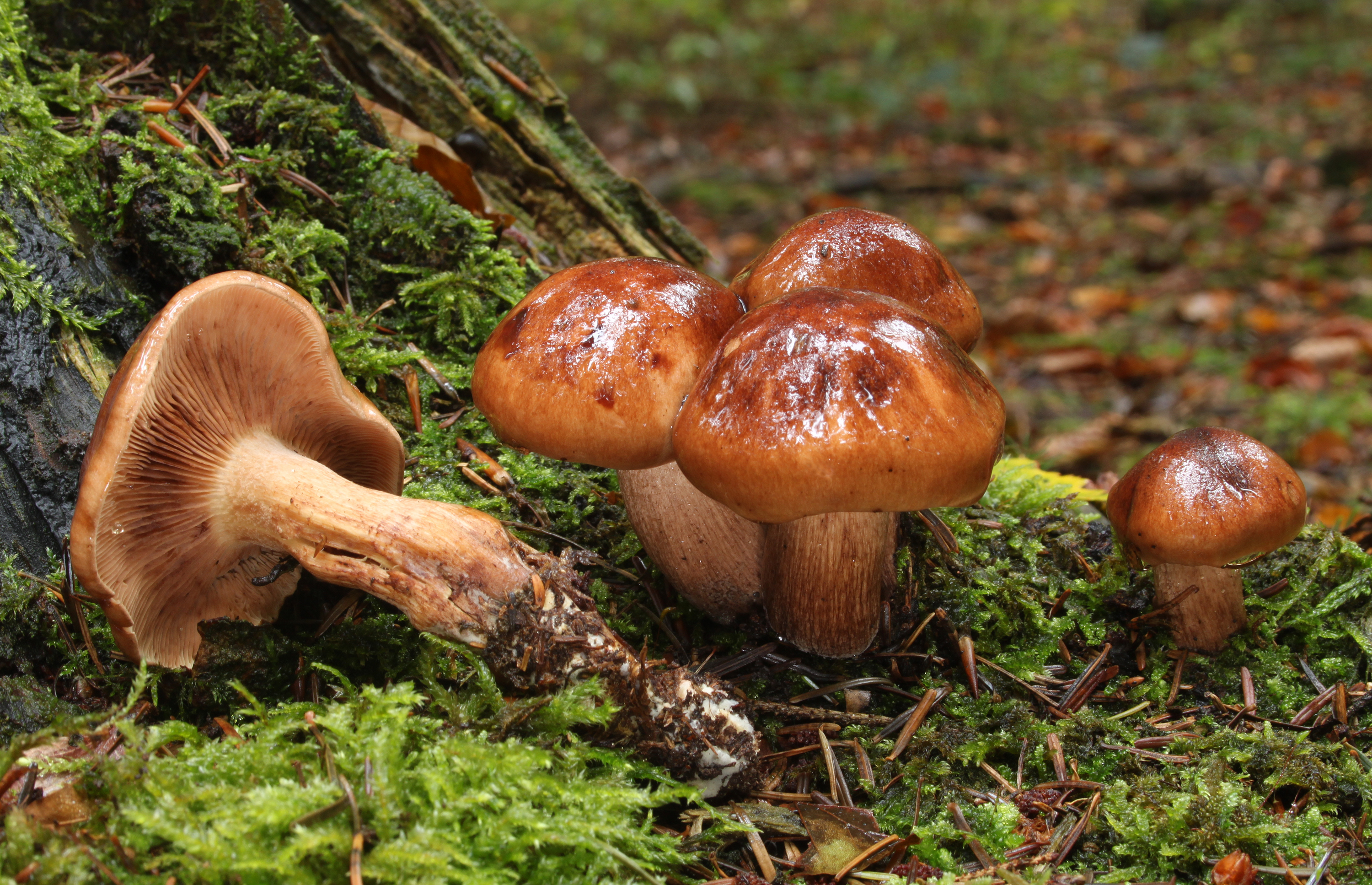 Brandiger Ritterling Tricholoma ustale