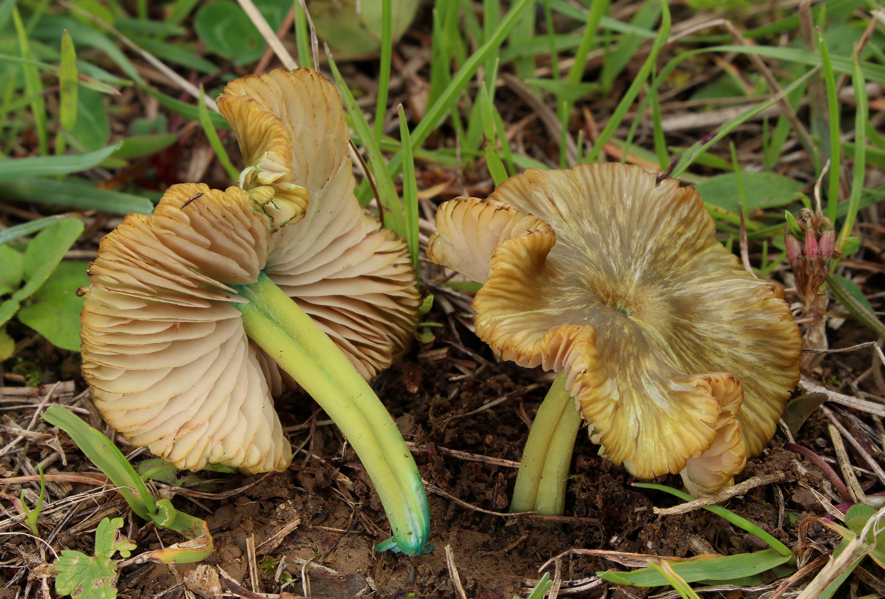 Braungrüne Zärtling Entoloma incanum