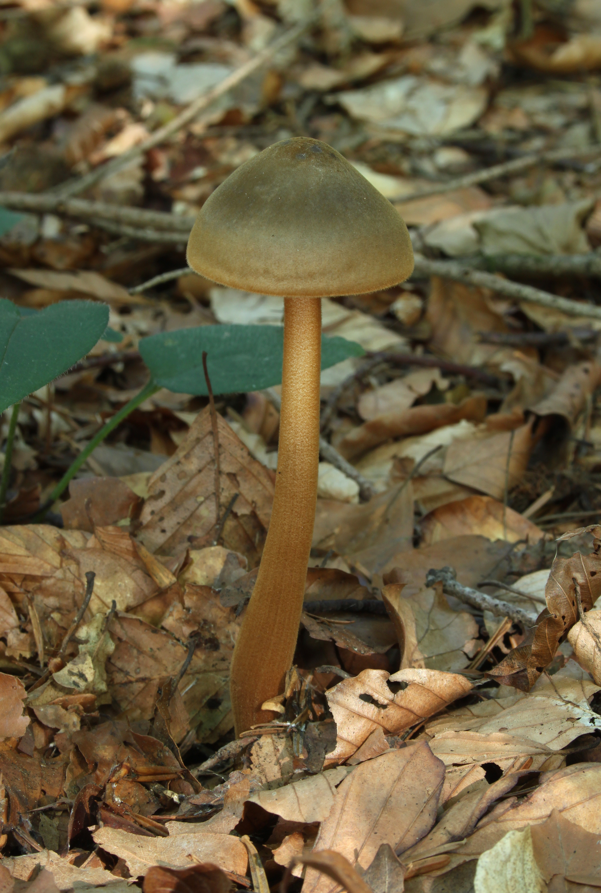 Braunhaariger Wurzelrübling Xerula pudens
