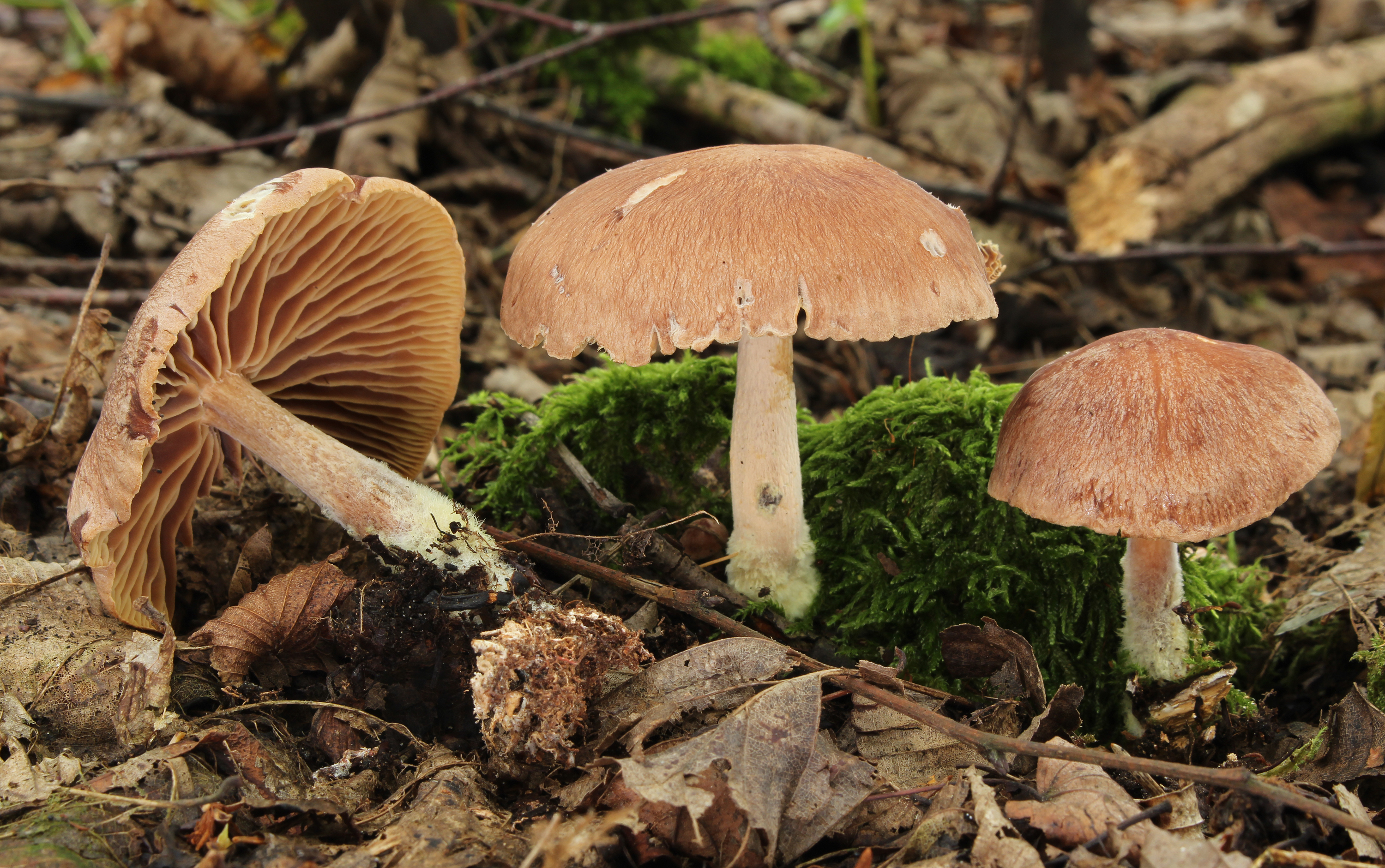Brennende Rübling Gymnopus peronatus