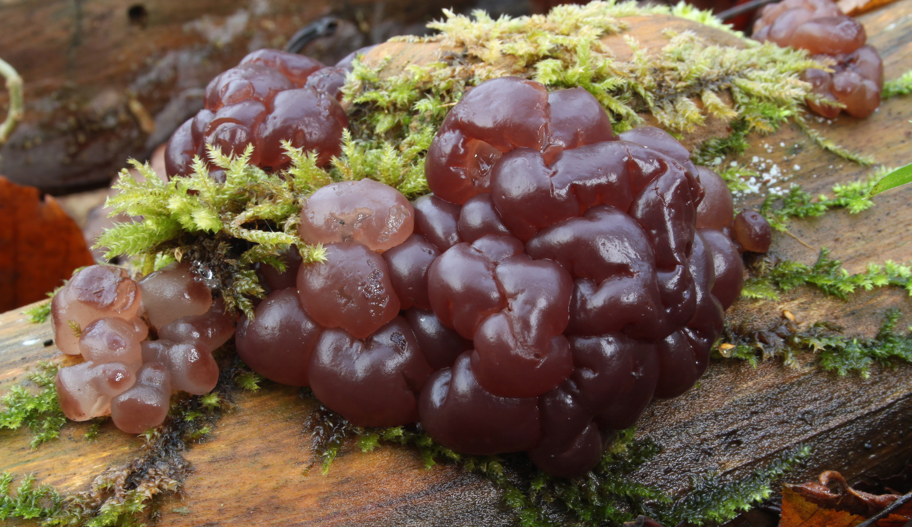Buchen-Schlauchzitterling Ascotremella faginea