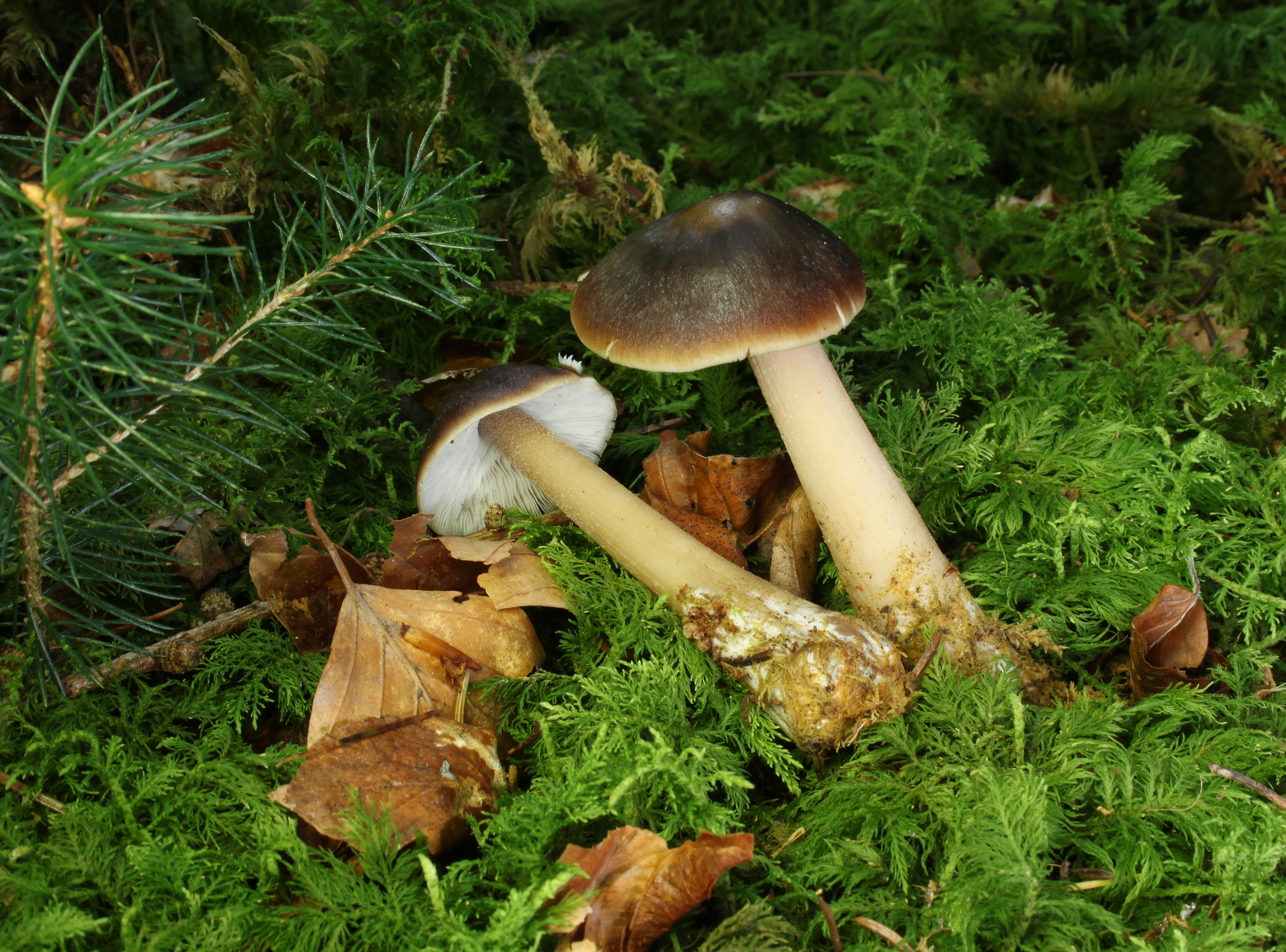 Butter Rübling Rhodocollybia butyracea