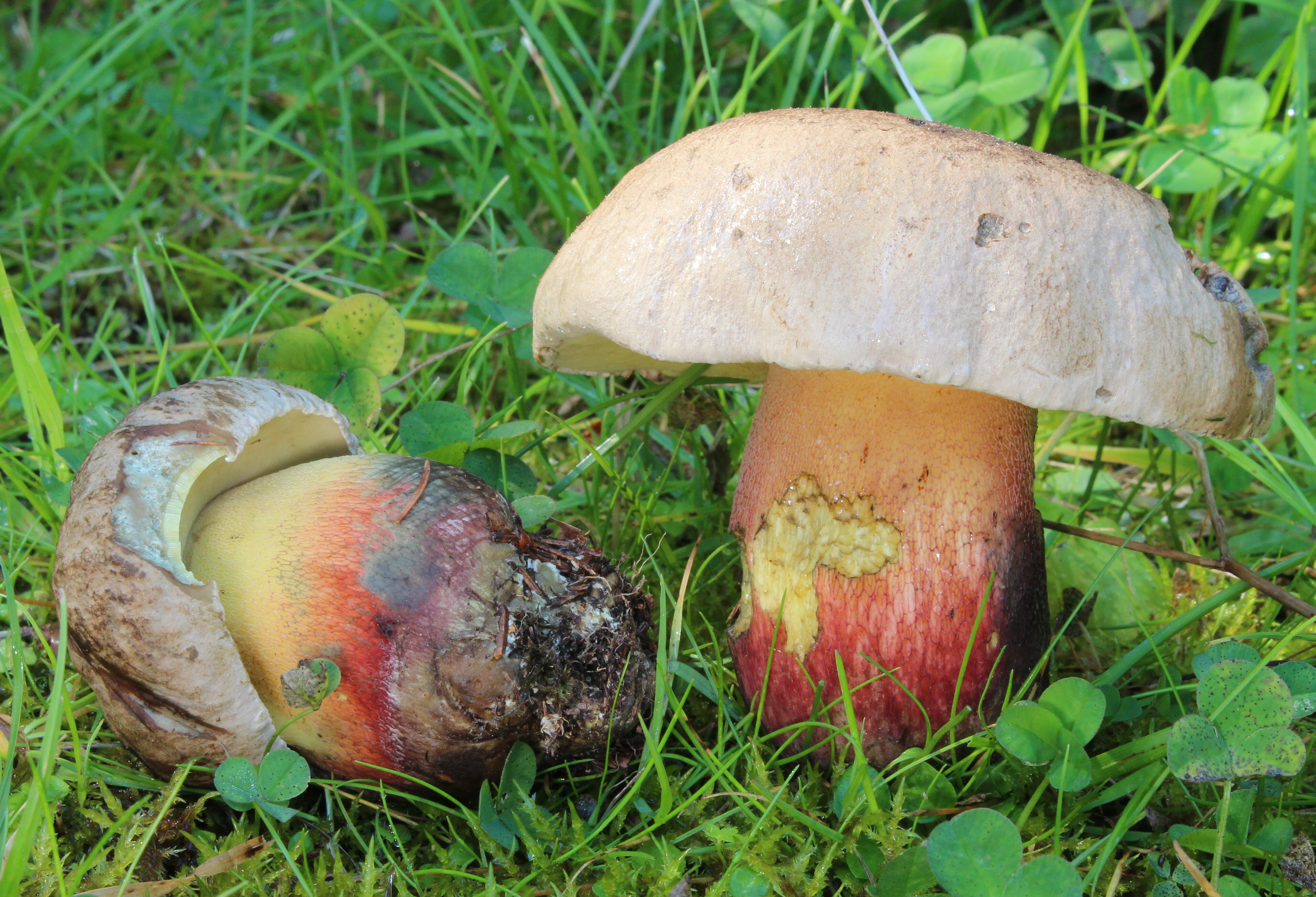 Caloboletus calopus (cropped)