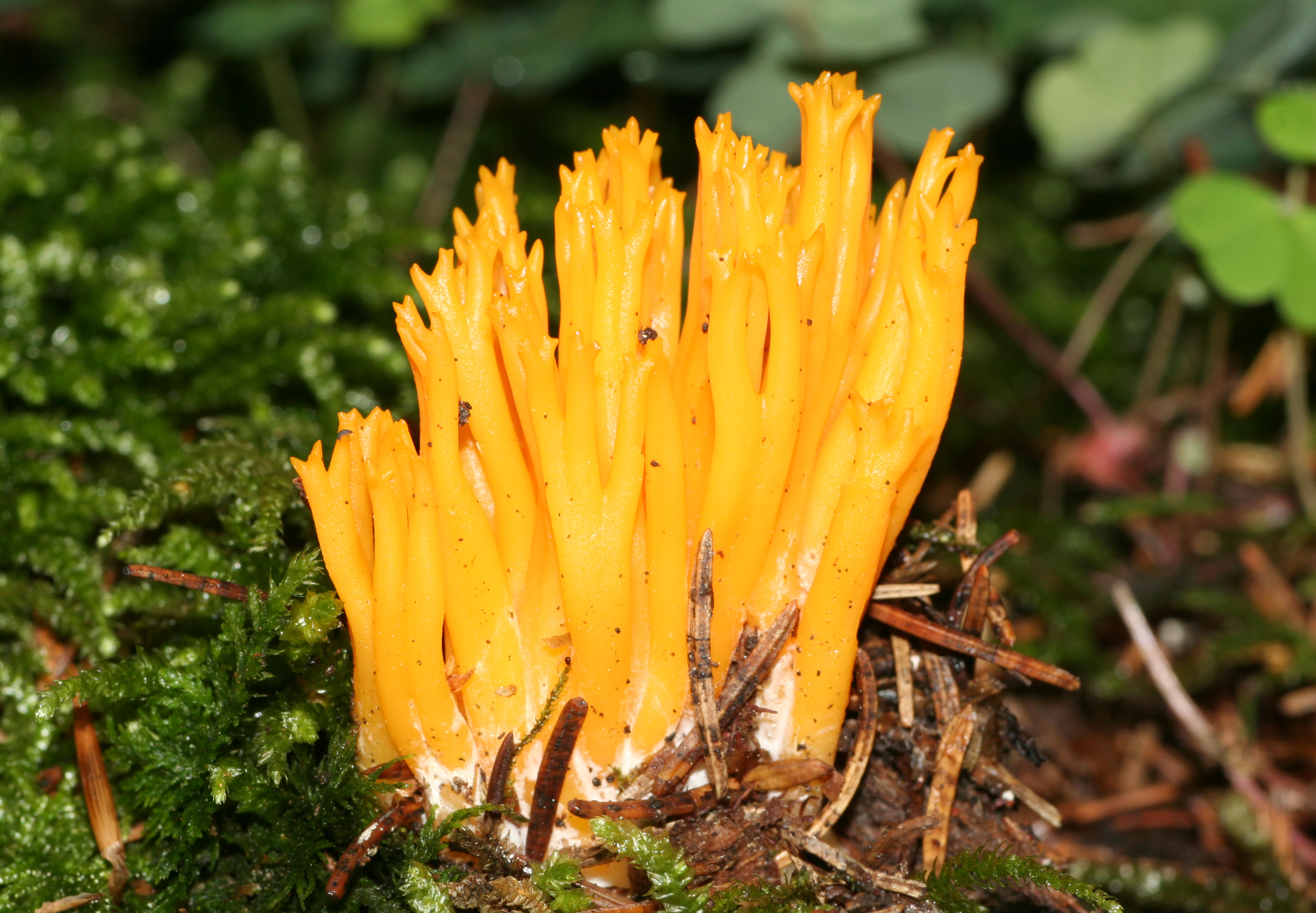 Calocera-viscosa-klebriger-hörnling