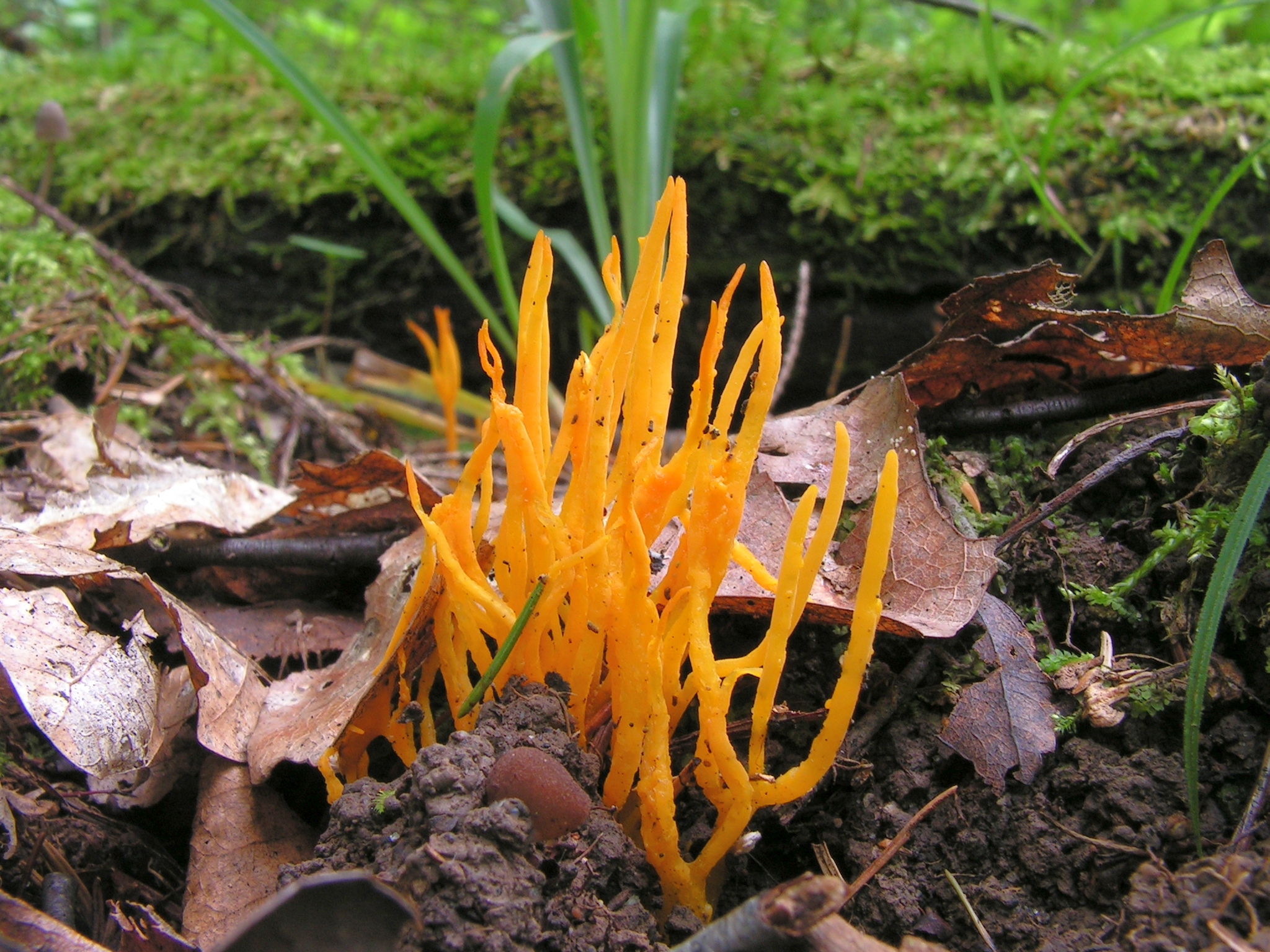 Calocera viscosa20130728 083