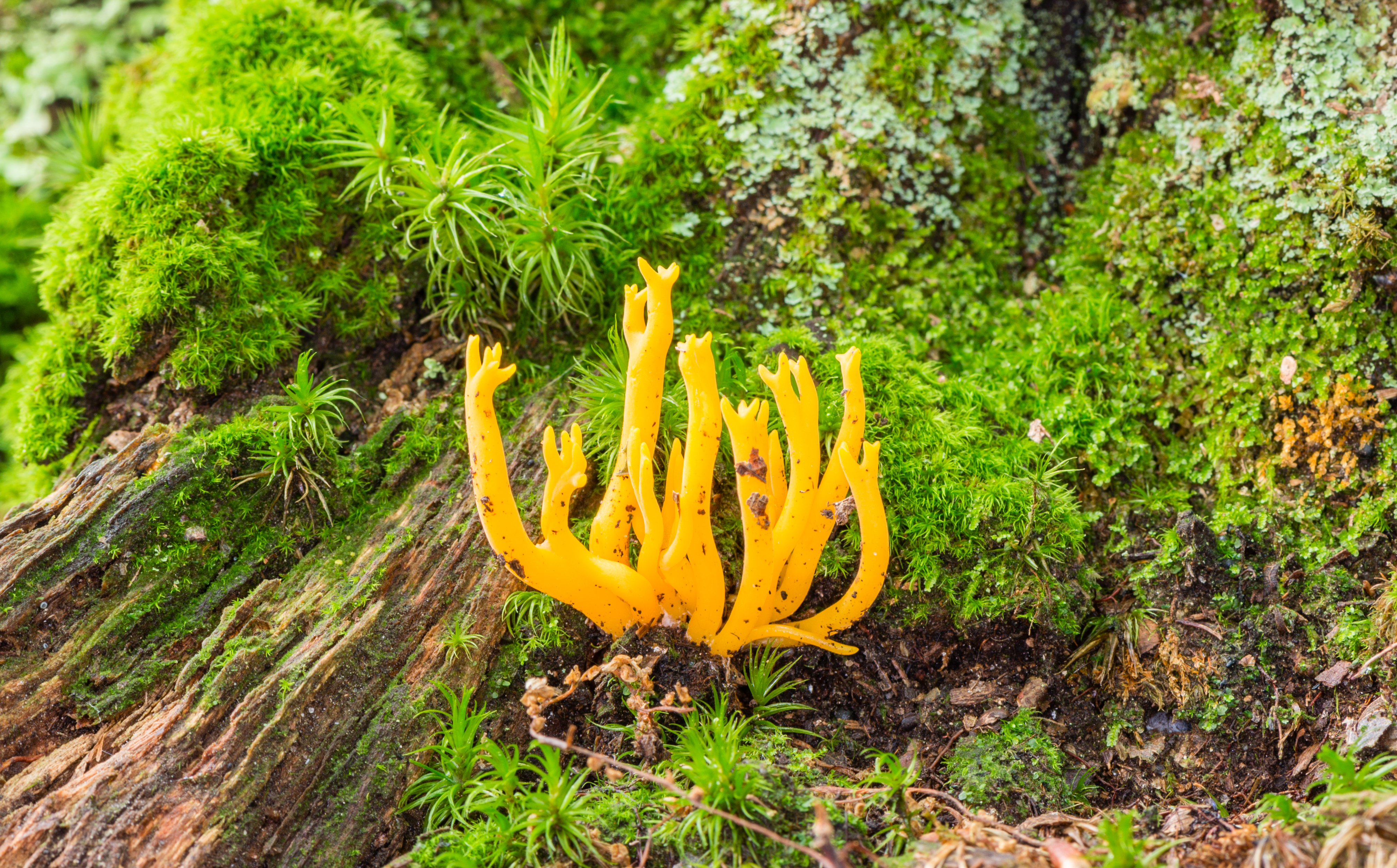 Calocera viscosa - Klebringer Hörnling - Yellow stagshorn fungi - 01