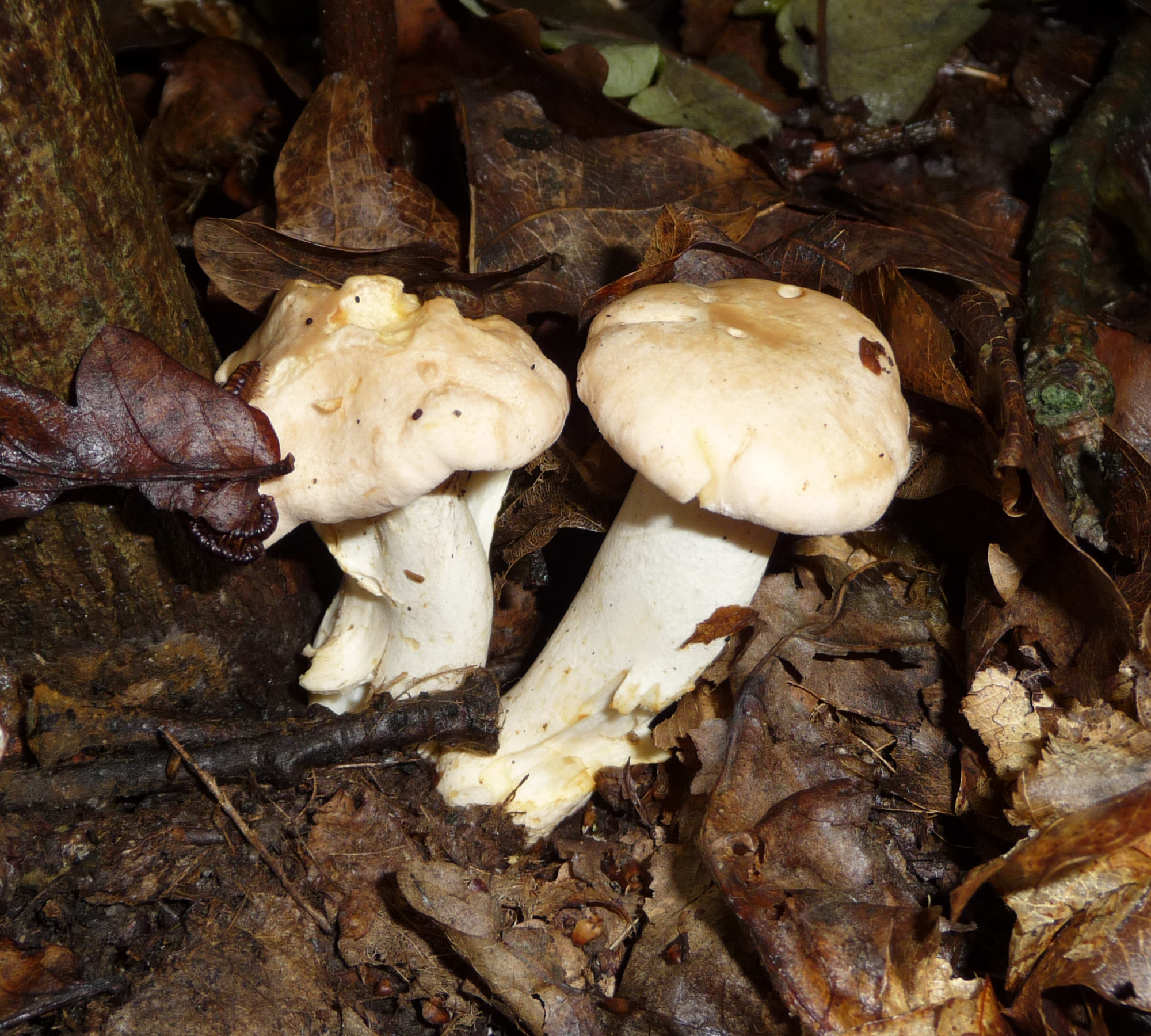 Cantharellus cibarius 2009 G3