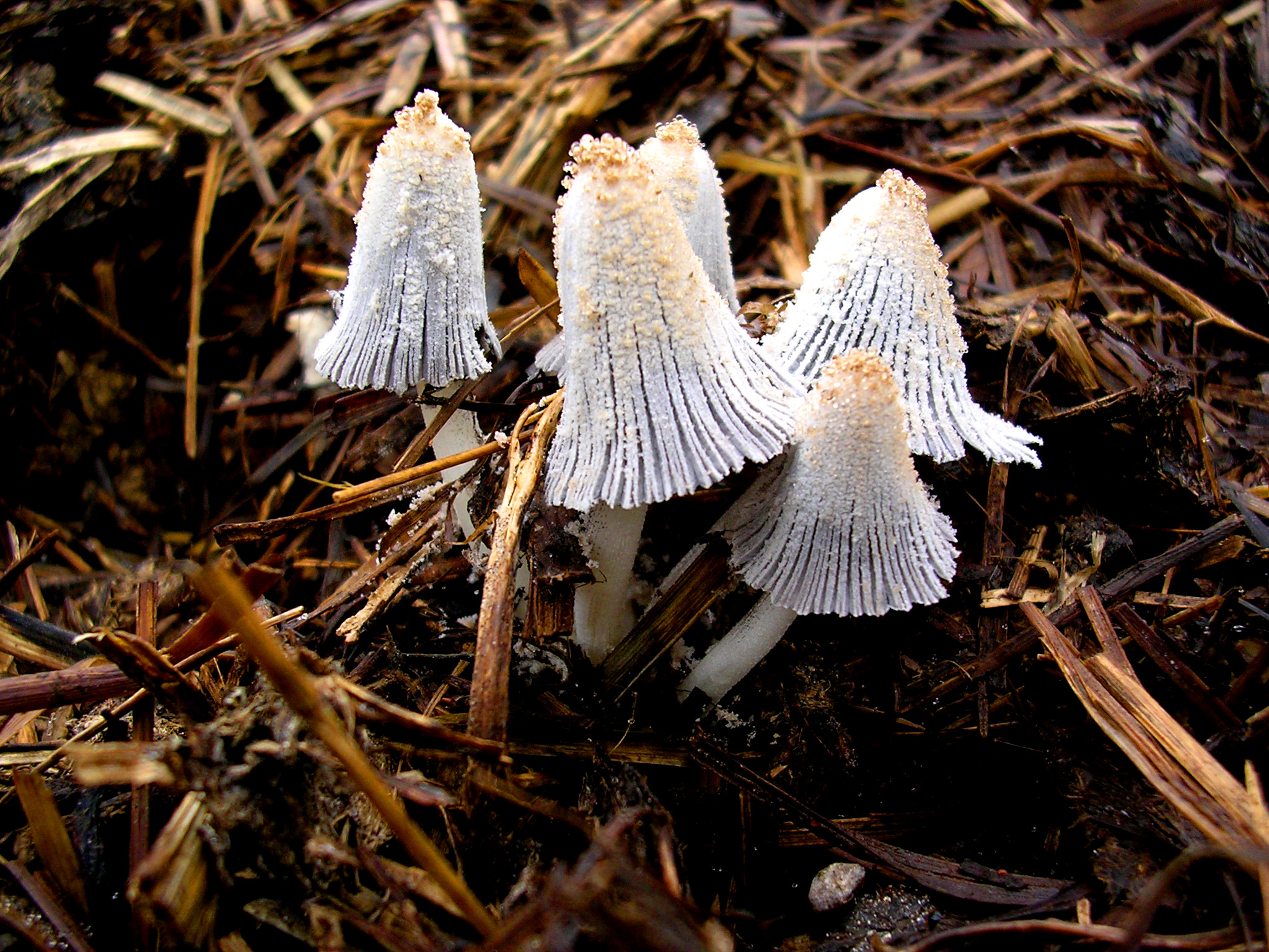 Champignons sur fumier
