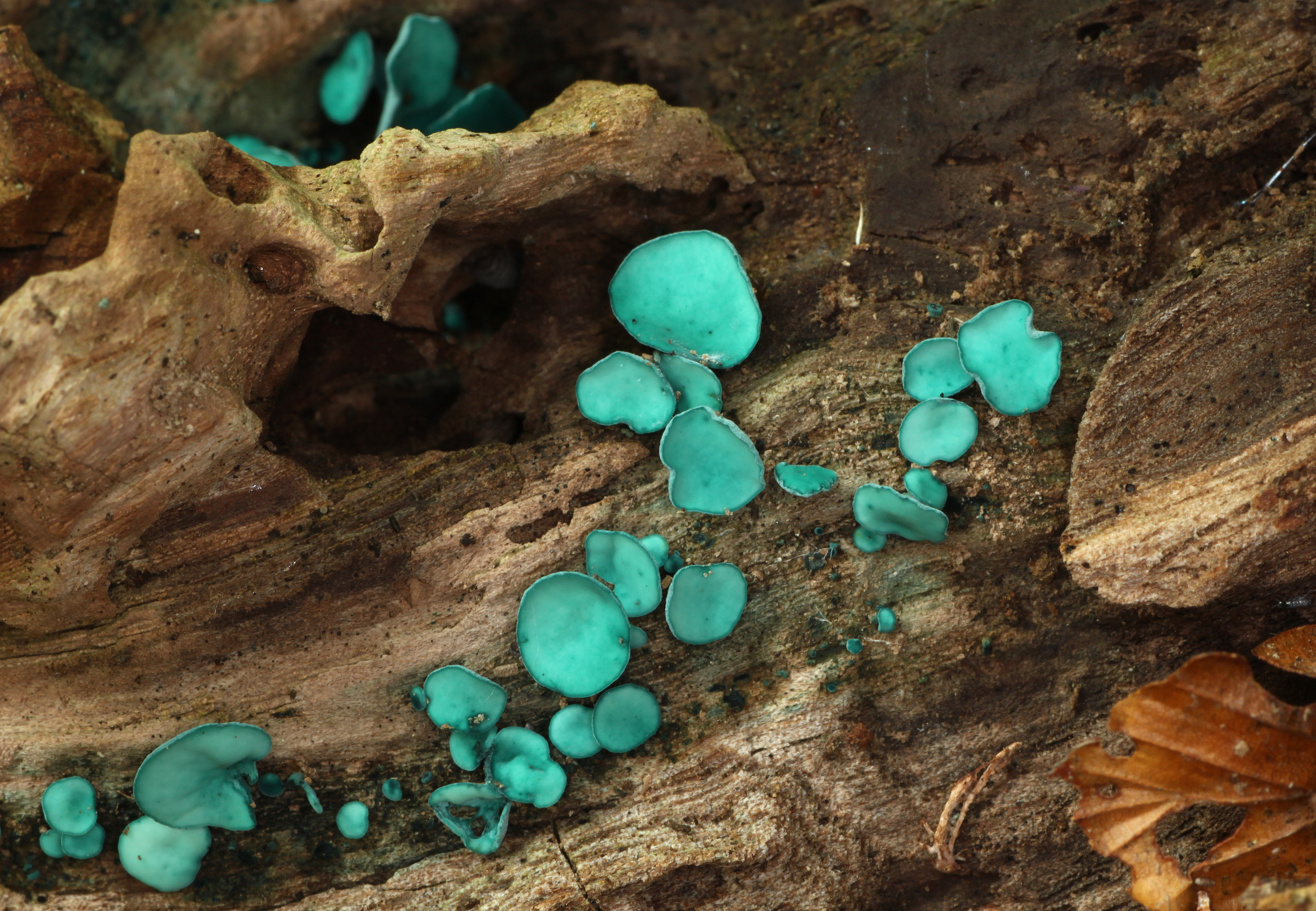 Chlorociboria-aeruginascens