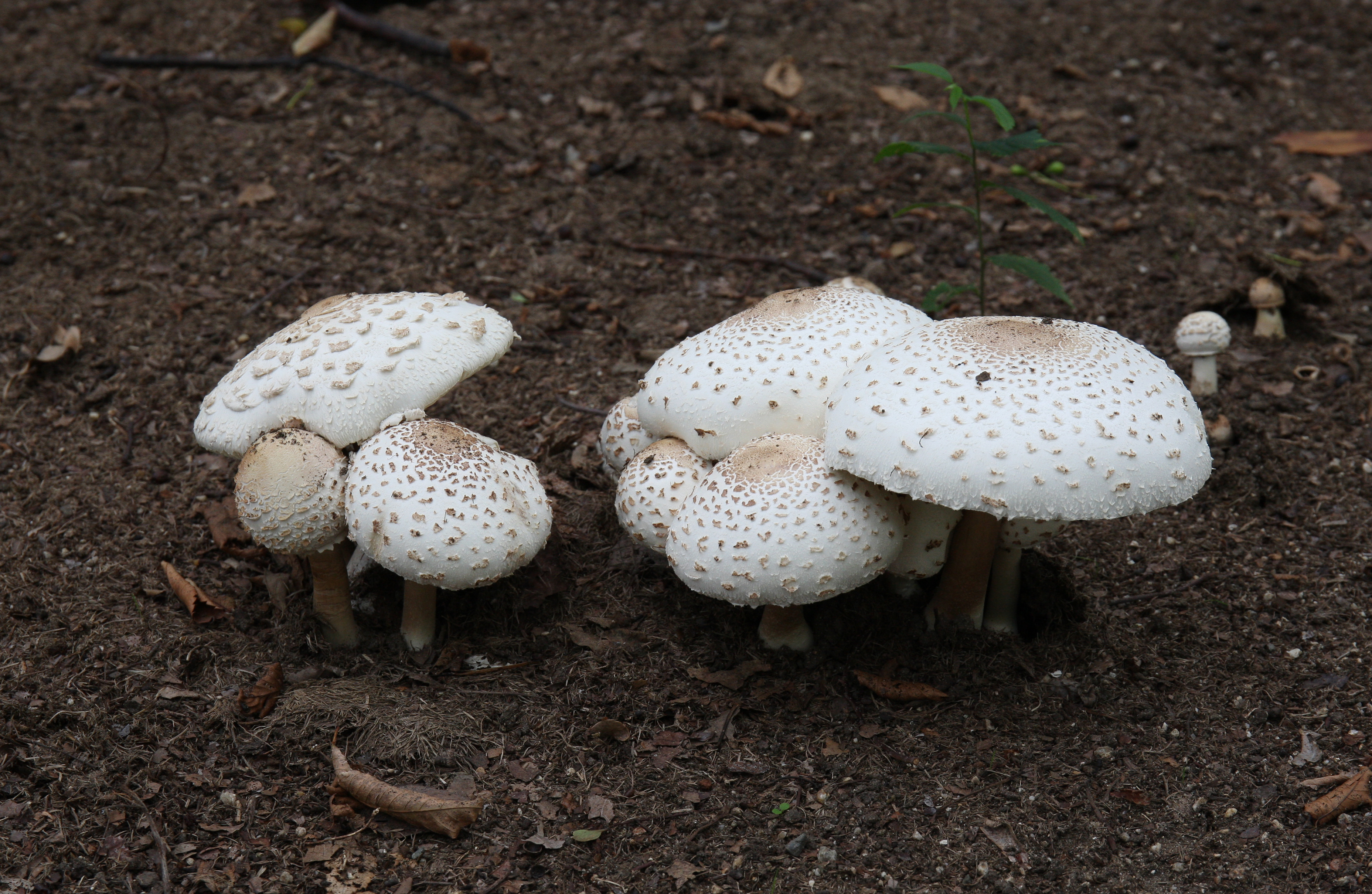 Chlorophyllum molybdites 2013-09-10