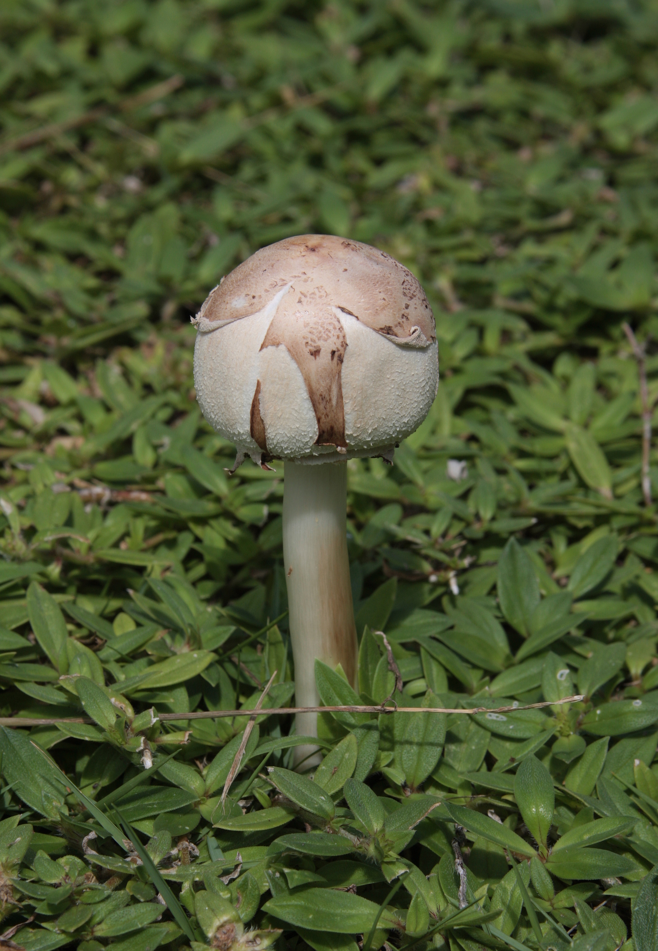 Chlorophyllum molybdites younger