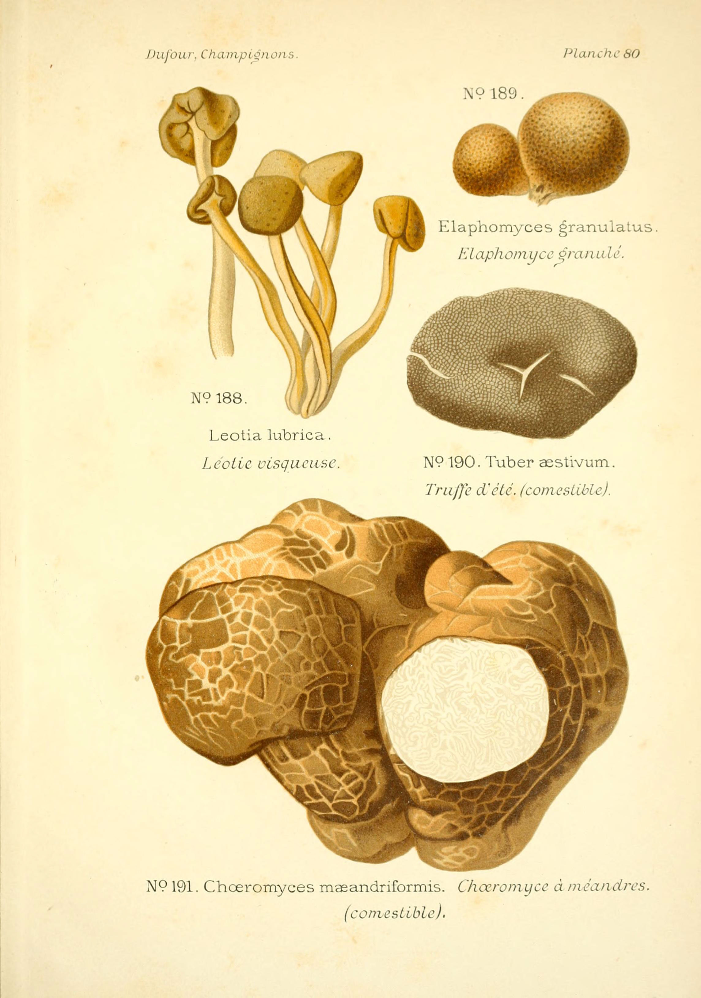 Choiromyces meandriformis