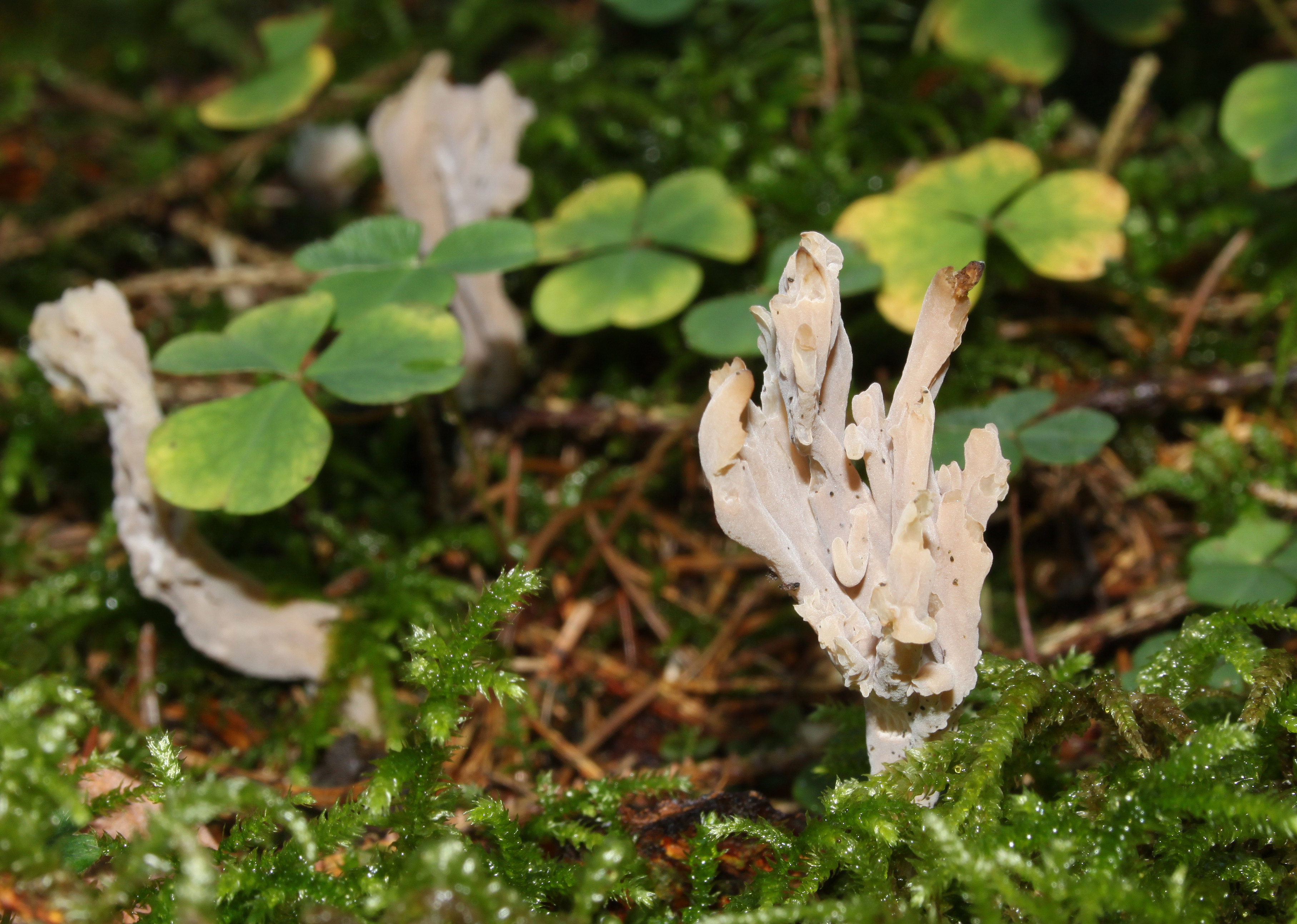 Clavulina-rugosa
