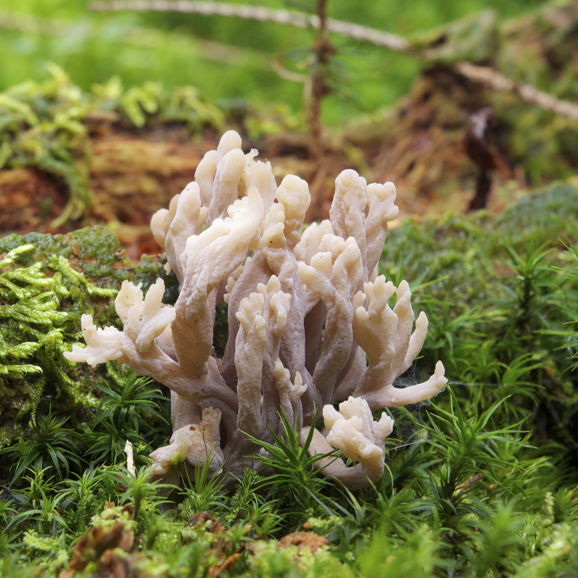 Clavulina rugosa LC0369