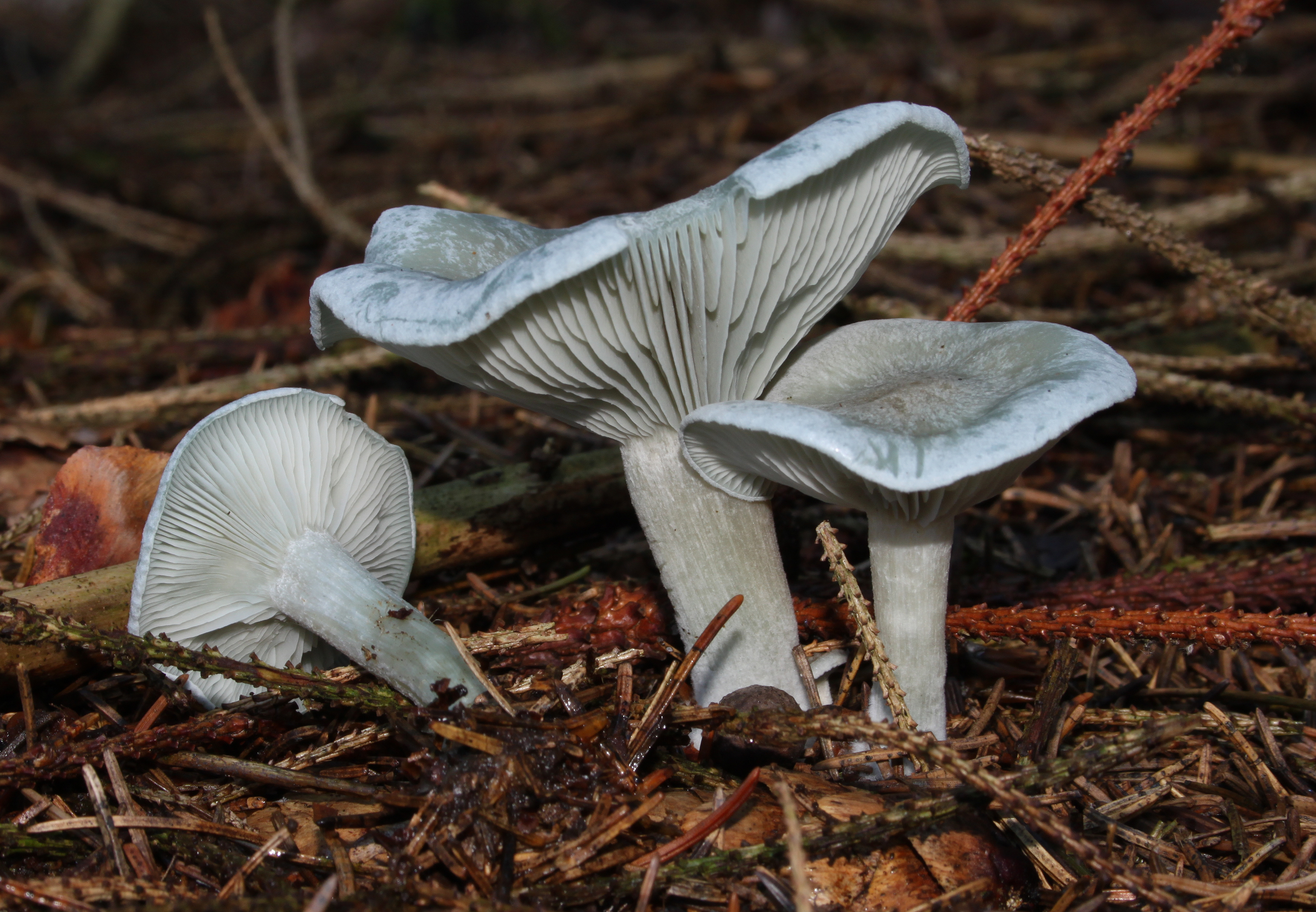 Clitocybe-odora