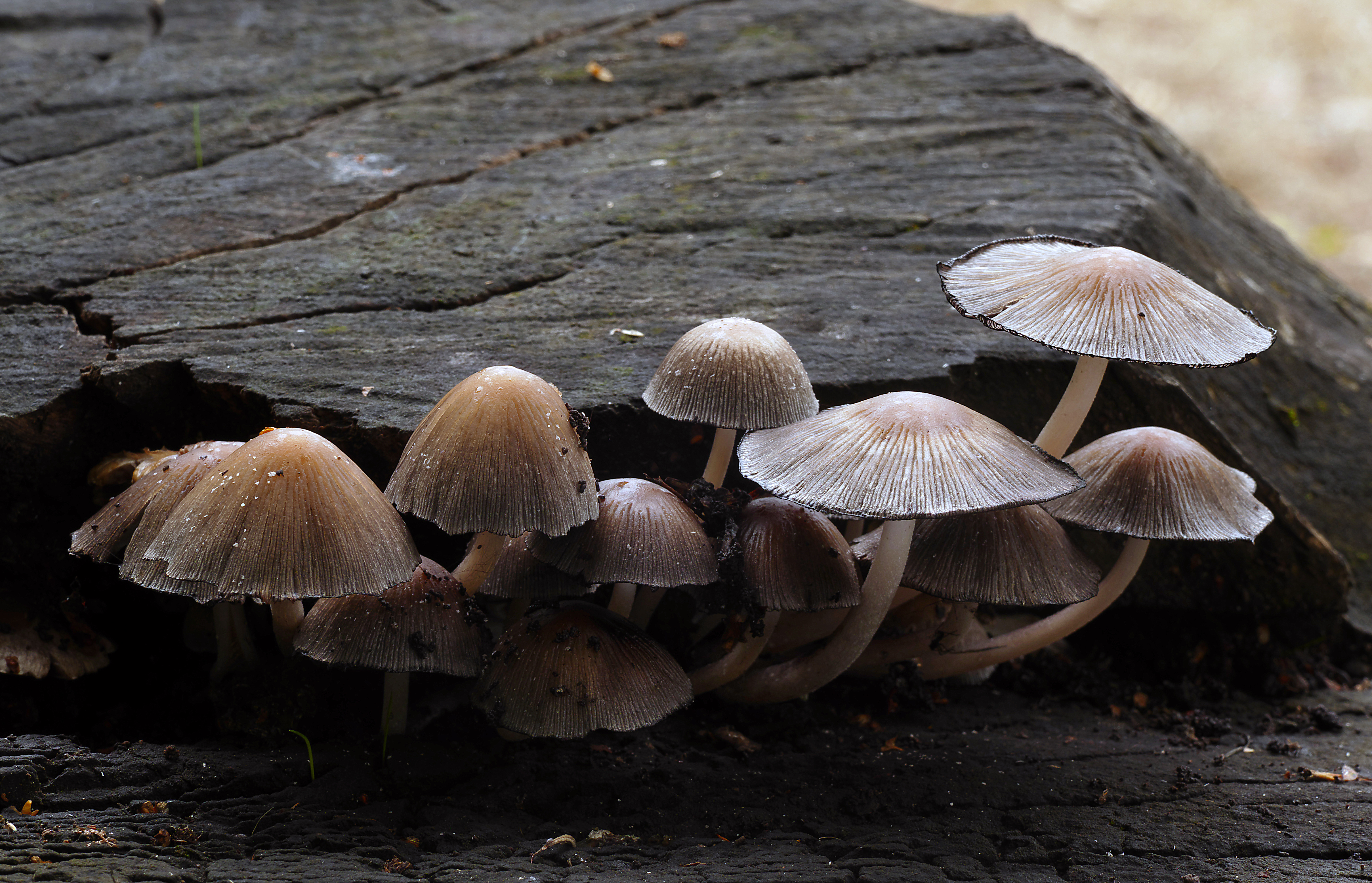 Coprinopsis atramentaria, (inky cap) (32758791184)