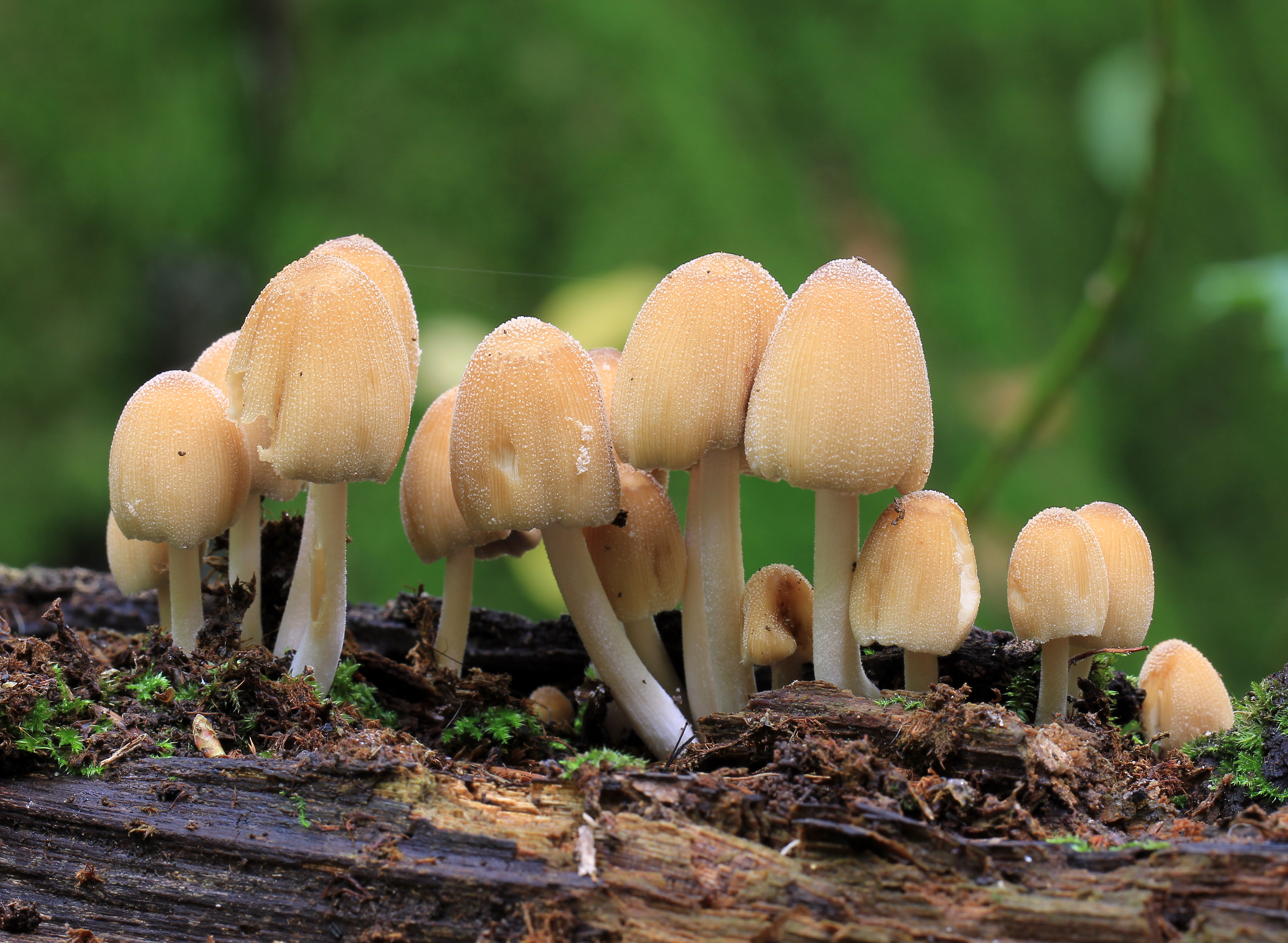 Coprinus micaceus, Mica Inkcap
