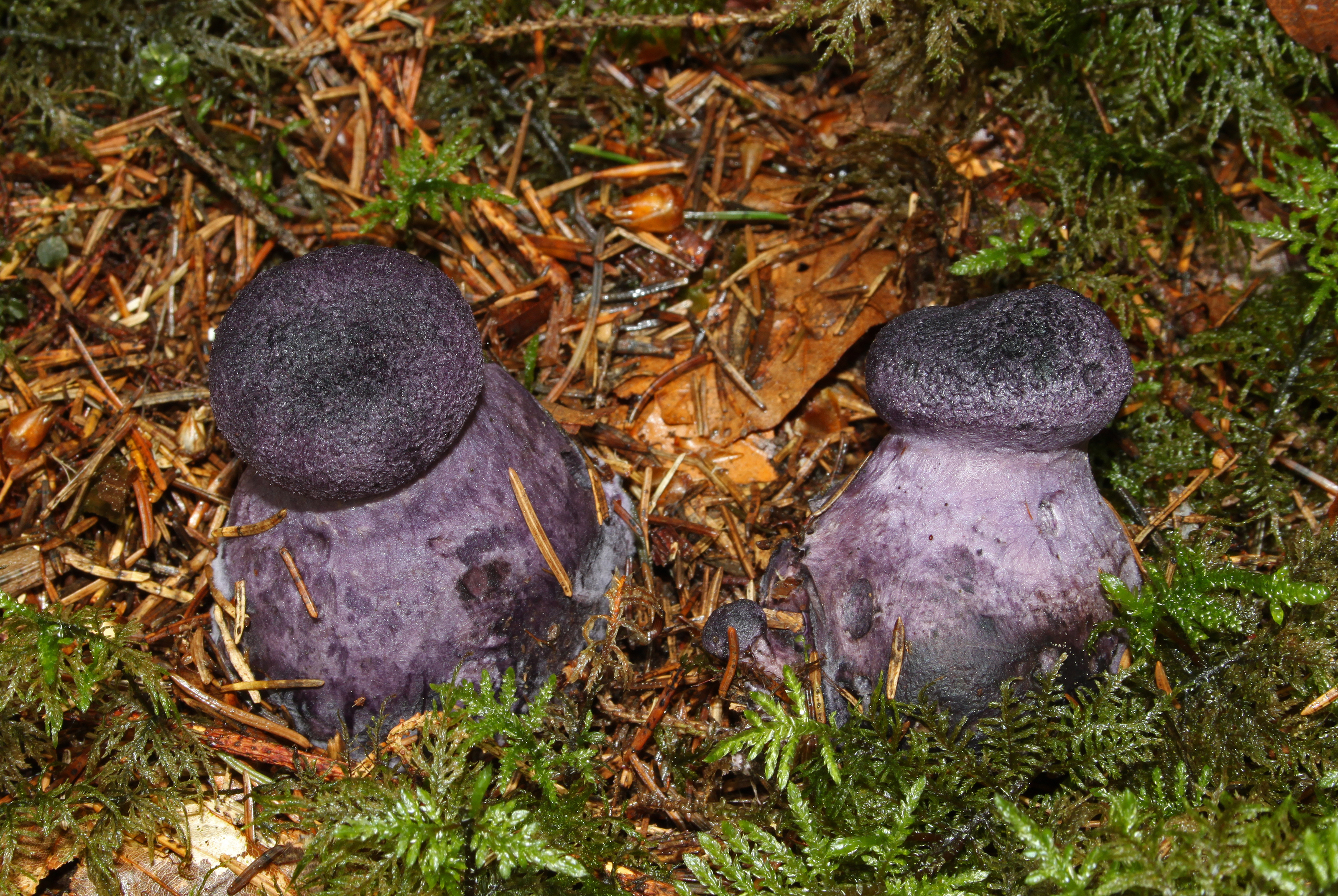 Cortinarius-violaceus
