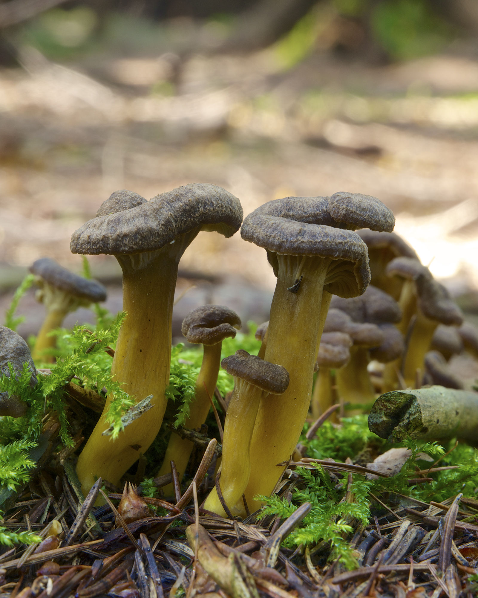 Craterellus tubaeformis LC0374