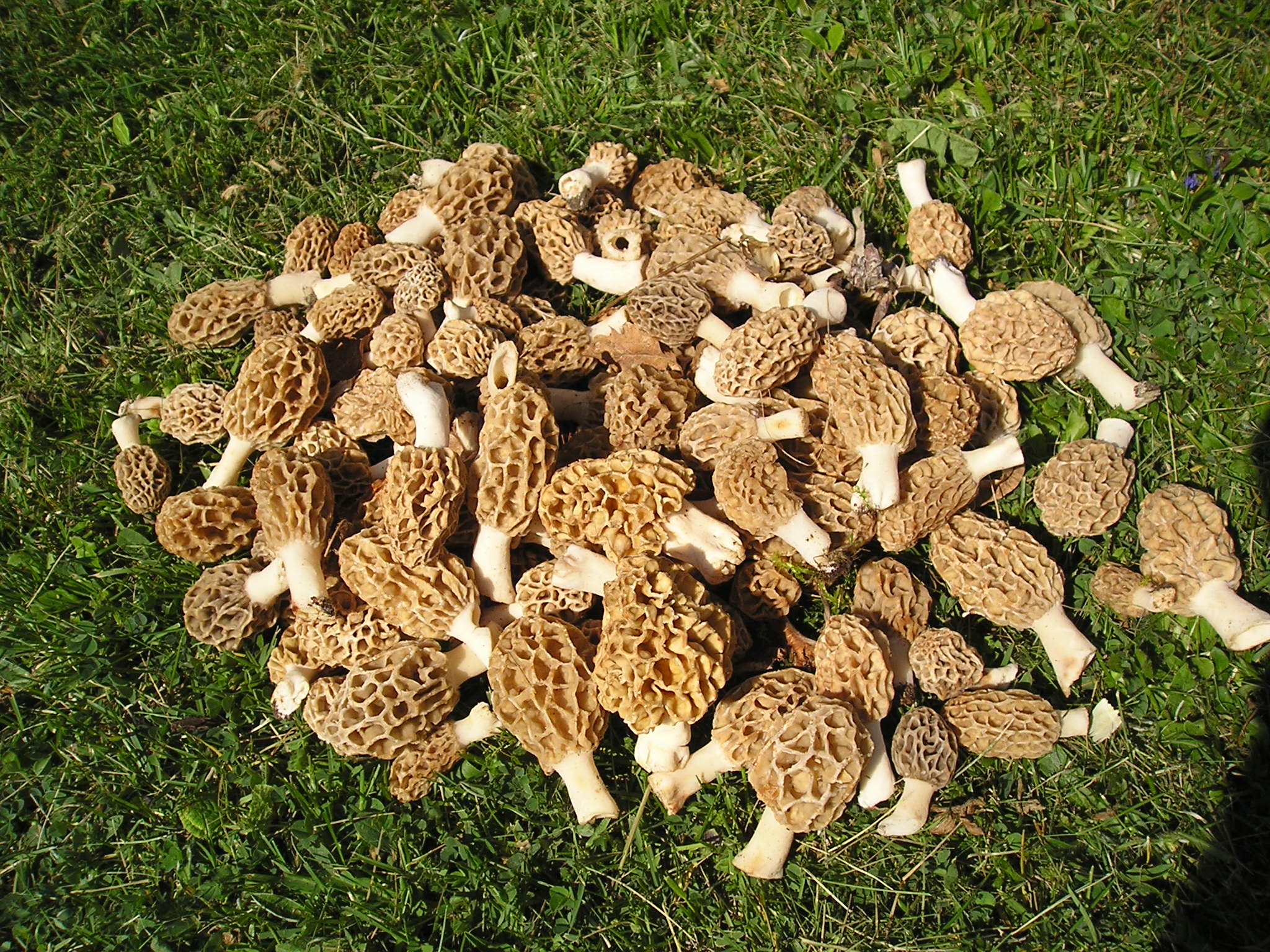 Cueillette de morilles