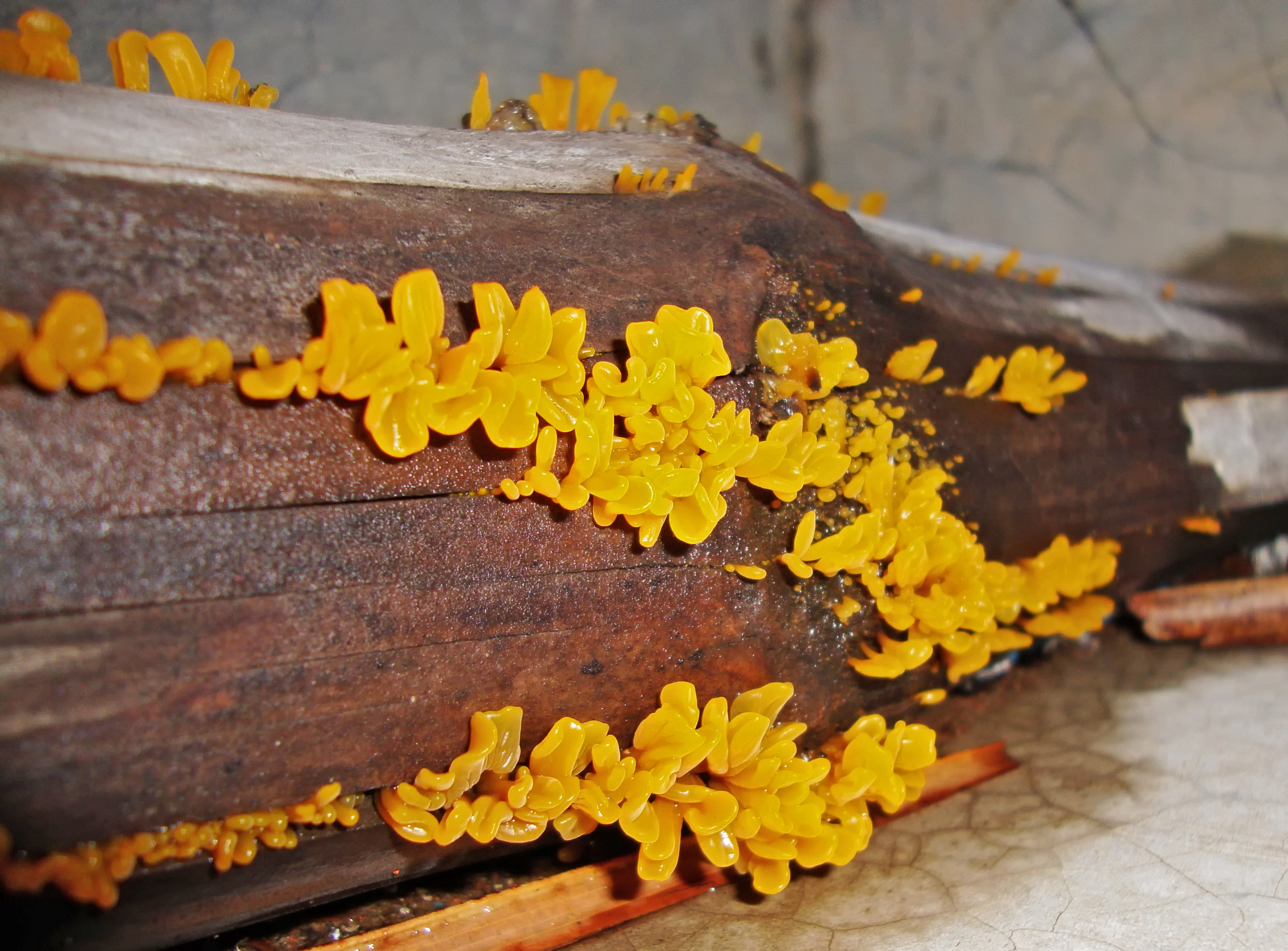 Dacrymyces palmatus 2