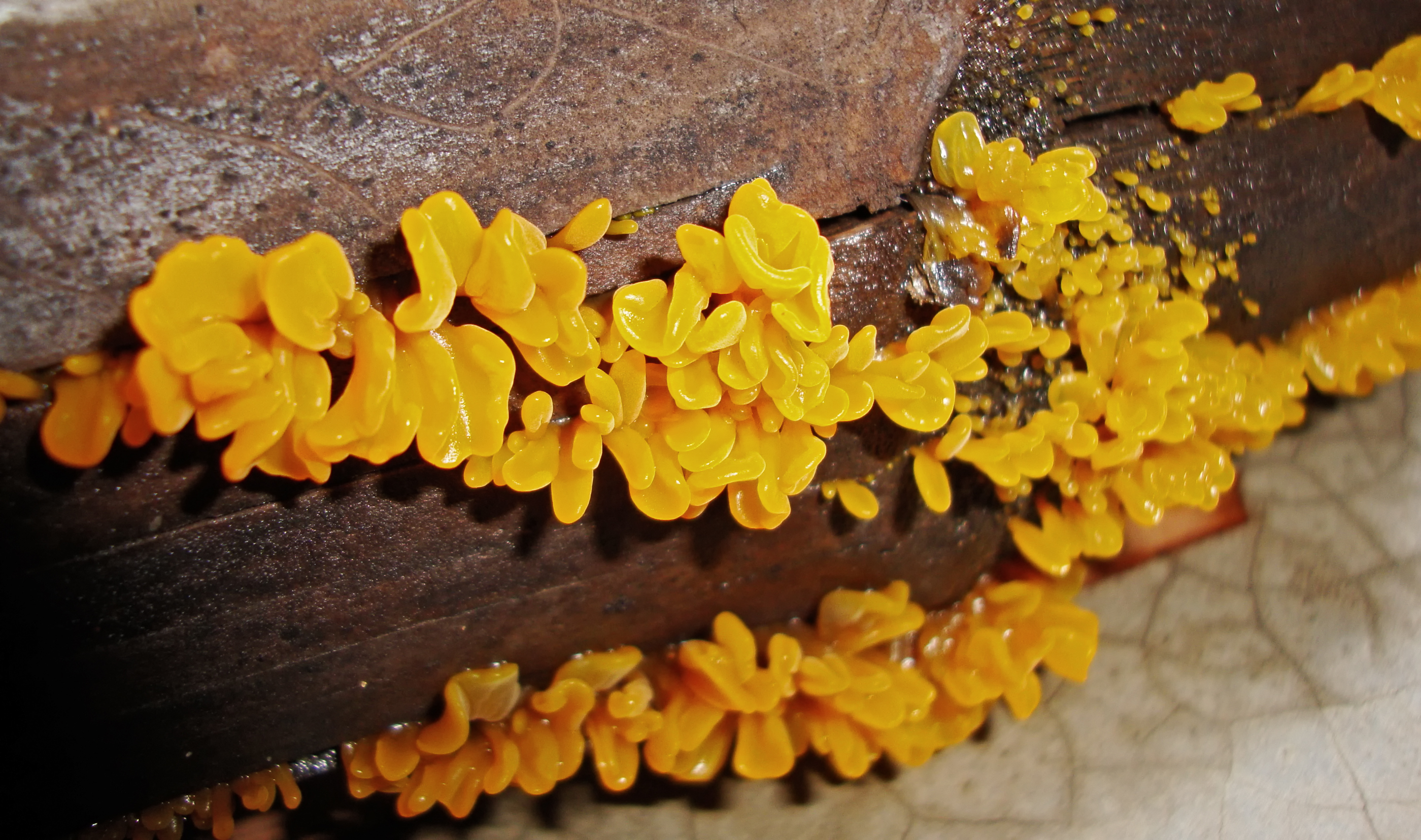 Dacrymyces palmatus 4