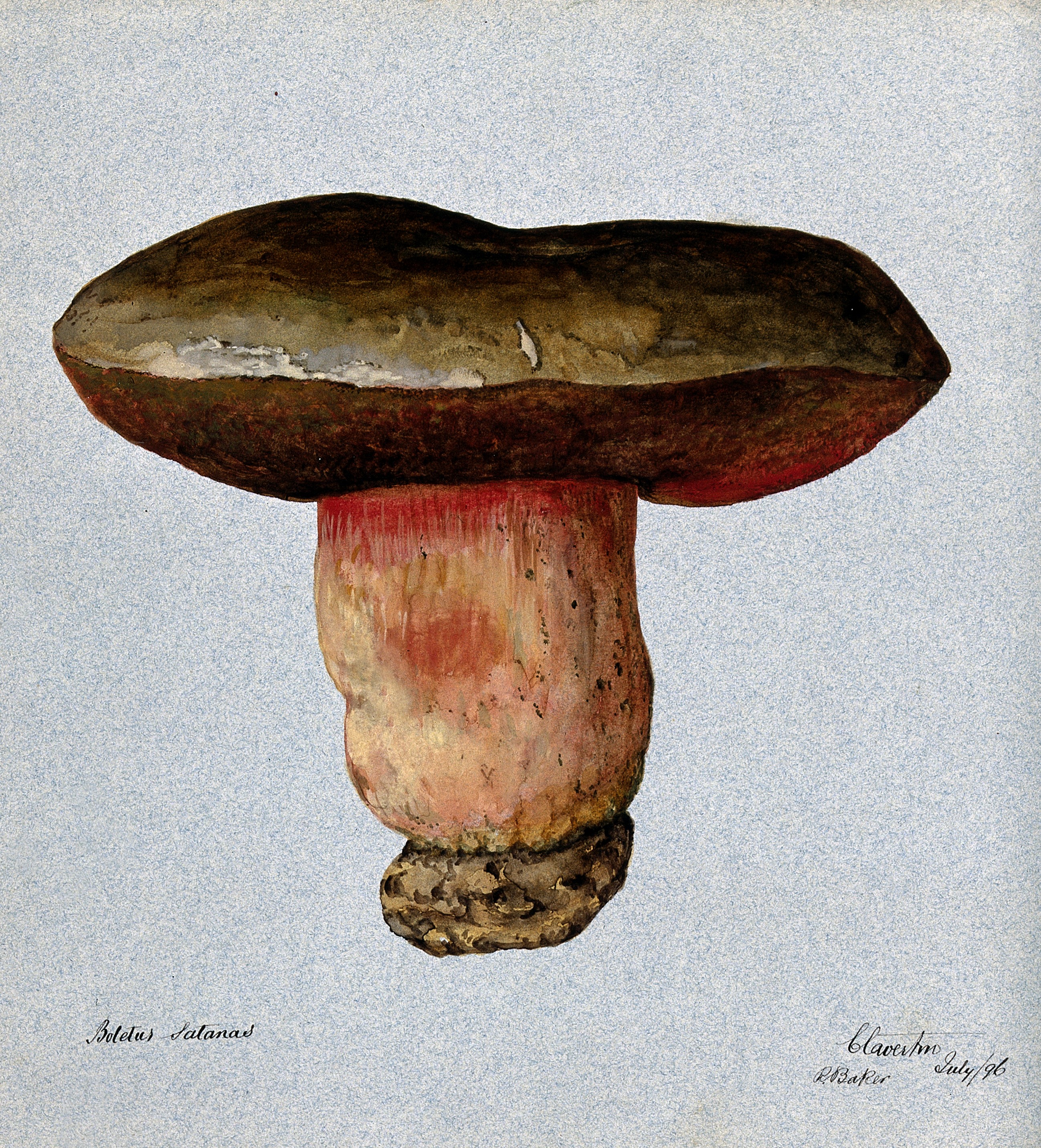 Devil's bolete fungus (Boletus satanus). Watercolour by R. B Wellcome V0043372