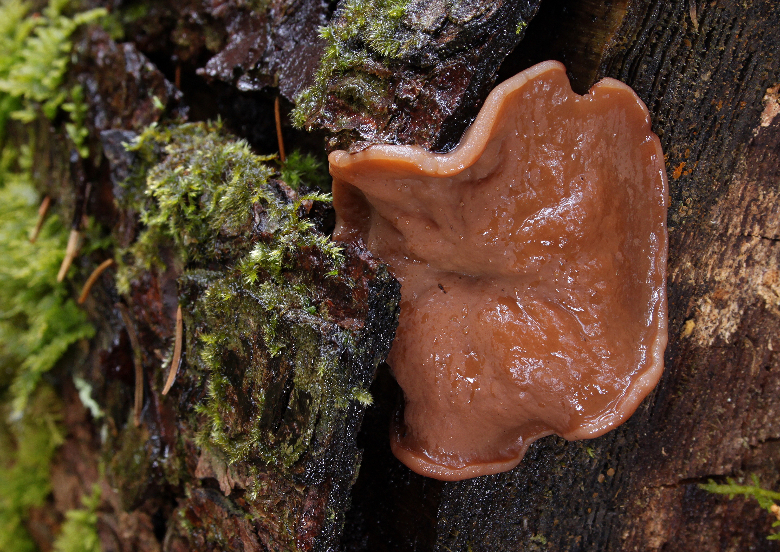 Discina ancilis